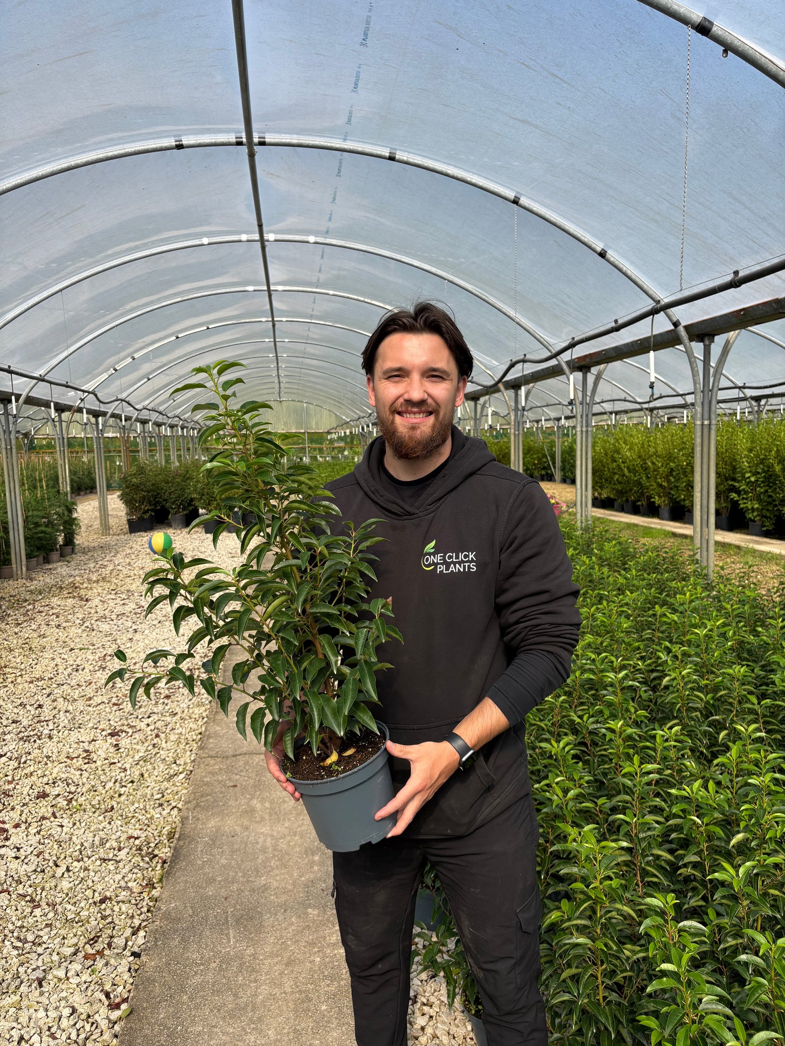 2ft Portuguese Laurel | Prunus lusitanica 'Angustifolia'