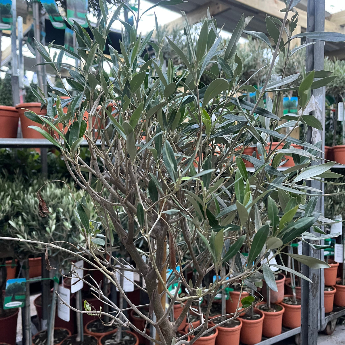 Olive Tree 150-170cm (Second Selection - Reduced to clear)