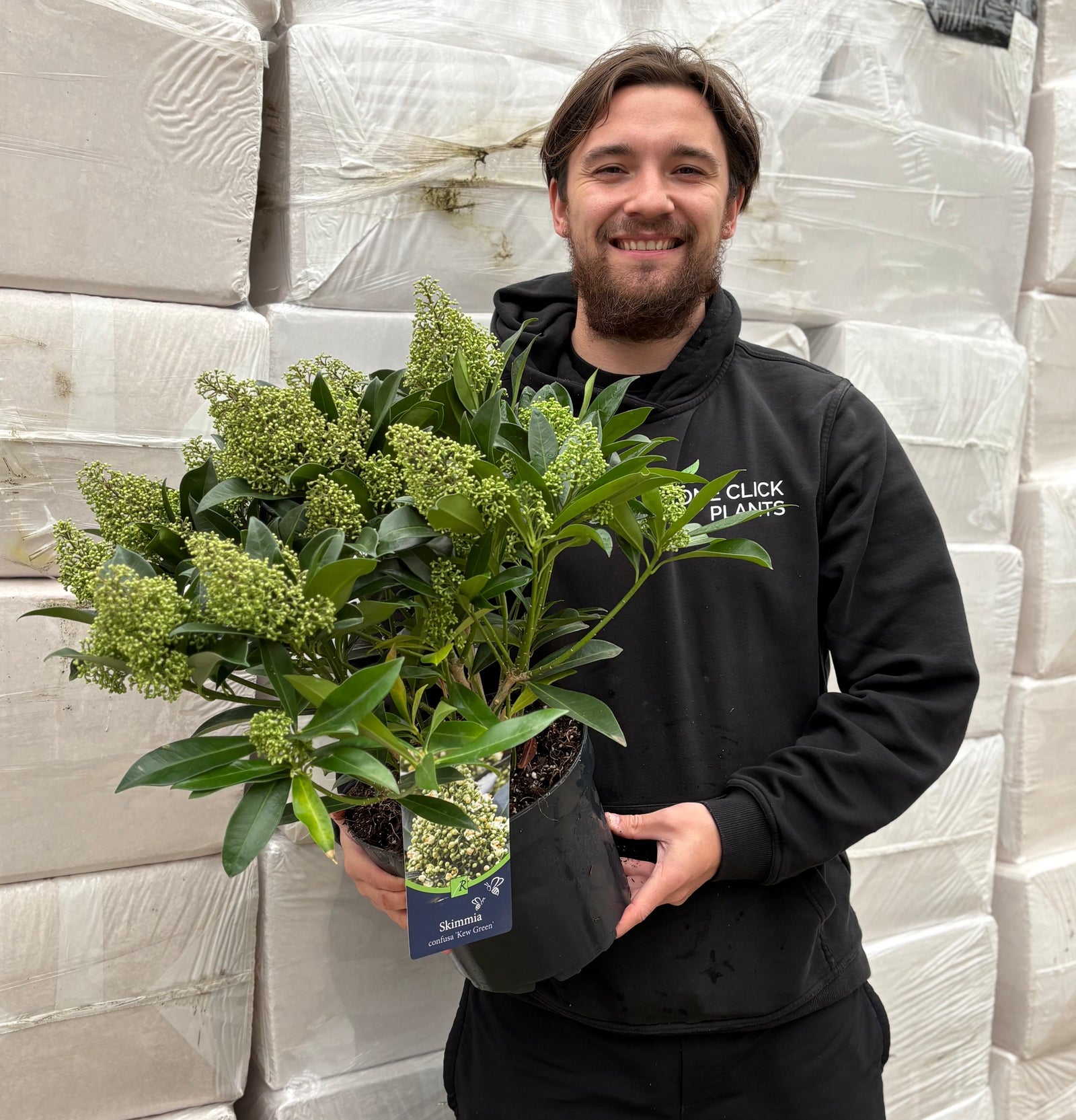 Skimmia × confusa 'Kew Green' 2L / 5L