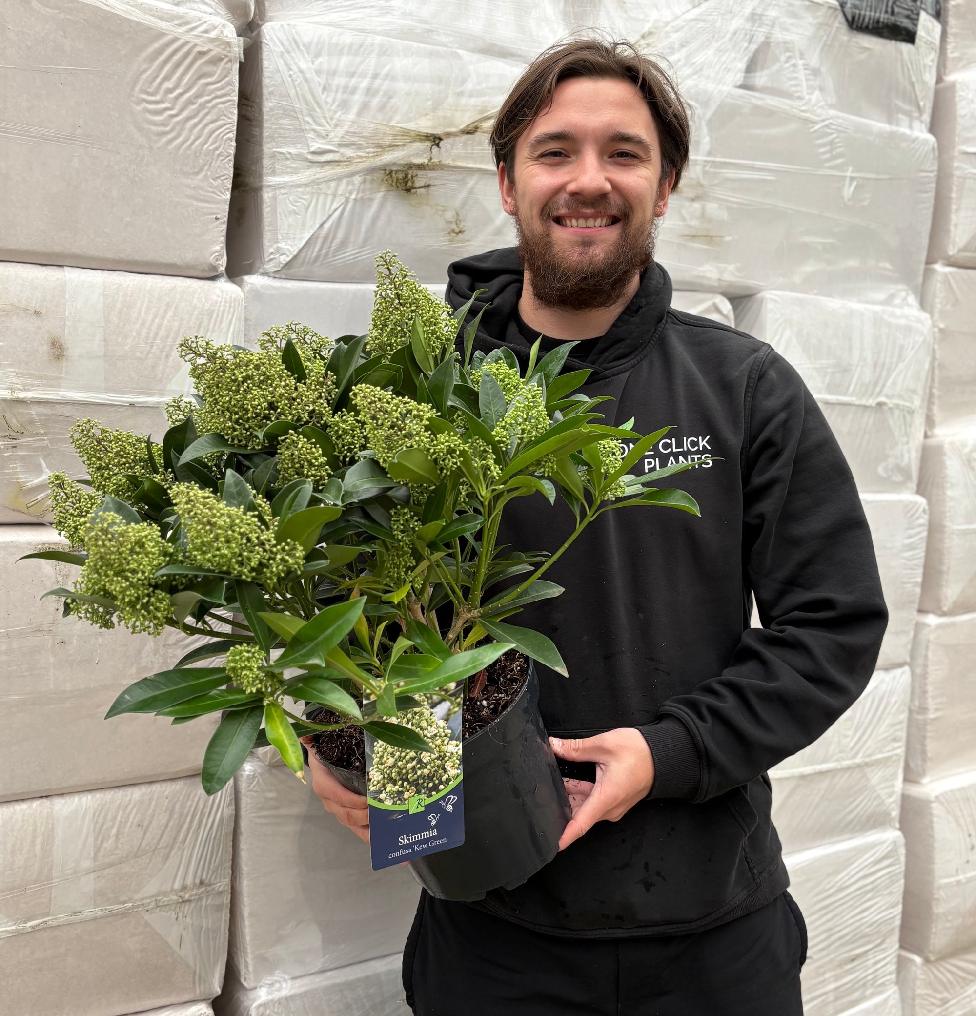 Skimmia × confusa 'Kew Green' 2L / 5L