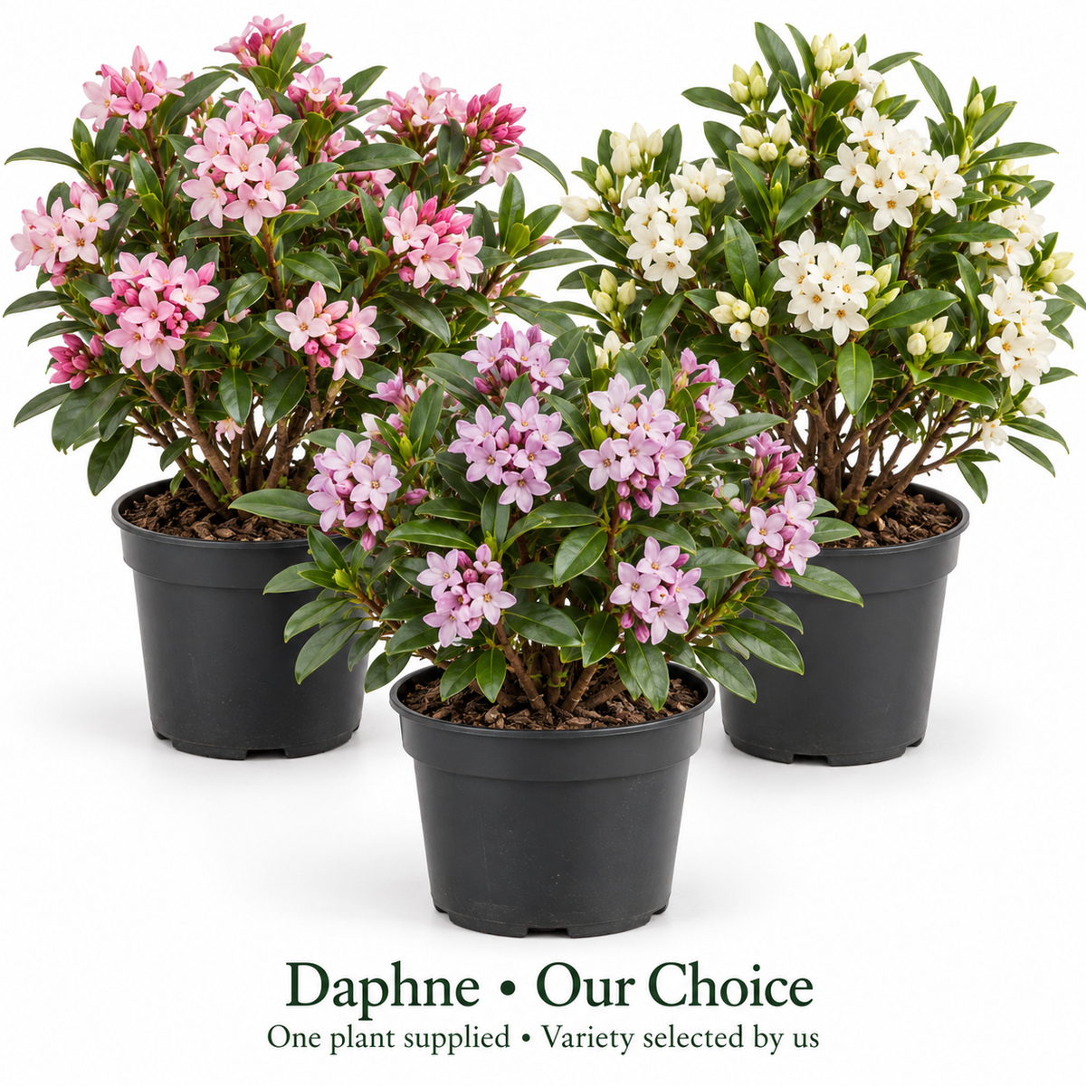 Our choice of Daphne 1.5L