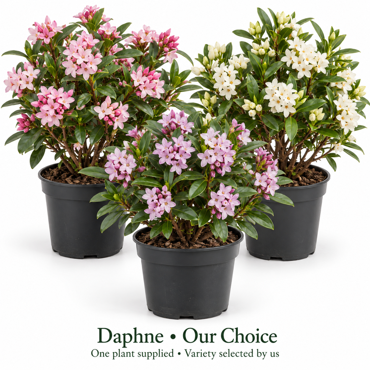 Our choice of Daphne 1.5L