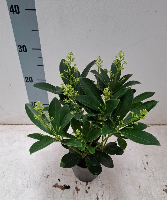 A Skimmia japonica &#39;Finchy&#39; (10.5cm/2L/5L), with glossy elongated leaves and yellow-green flower buds, stands in front of a white wall marked with a height scale up to 40 units.