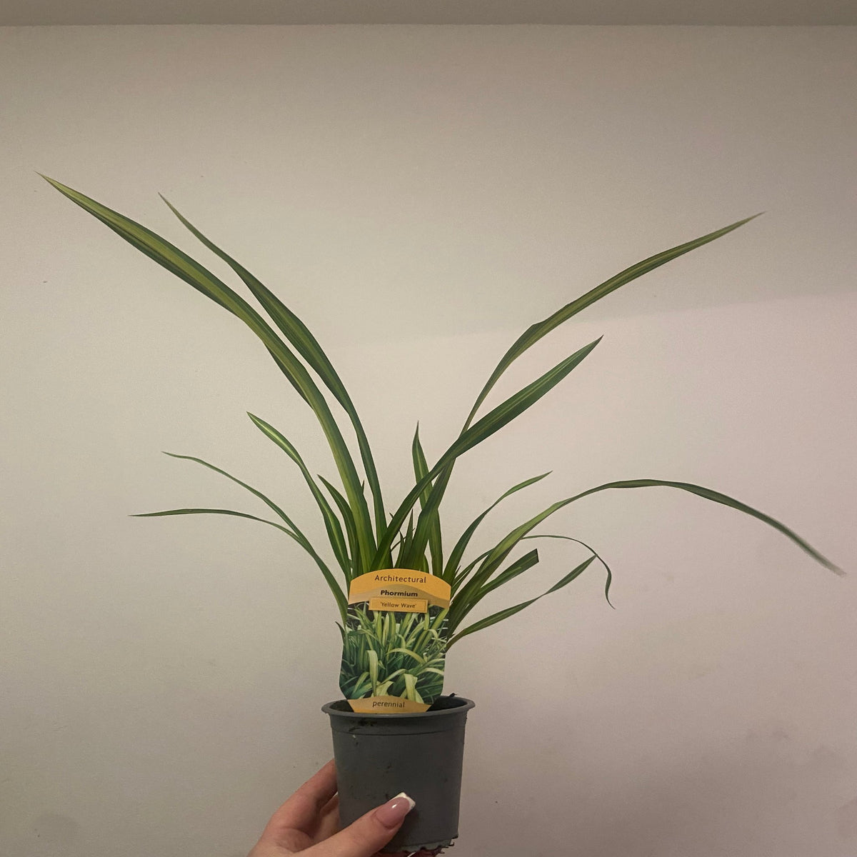 Phormium &#39;Yellow Wave&#39; 9cm / 5L