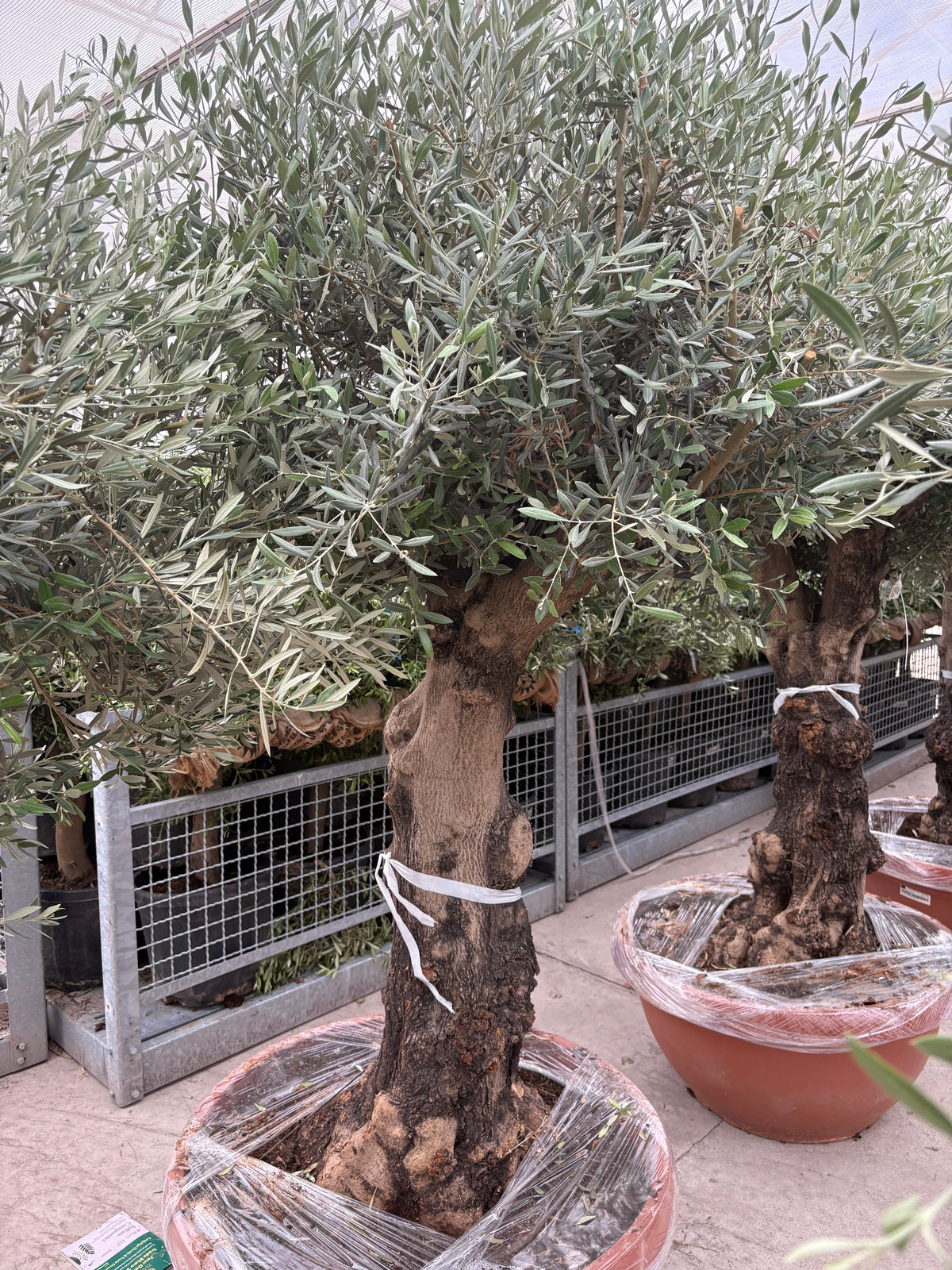 Olive Tree 160L Terracotta Bowl 210-240cm