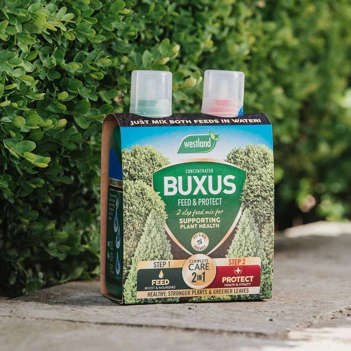 Buxus Feed Concentrate