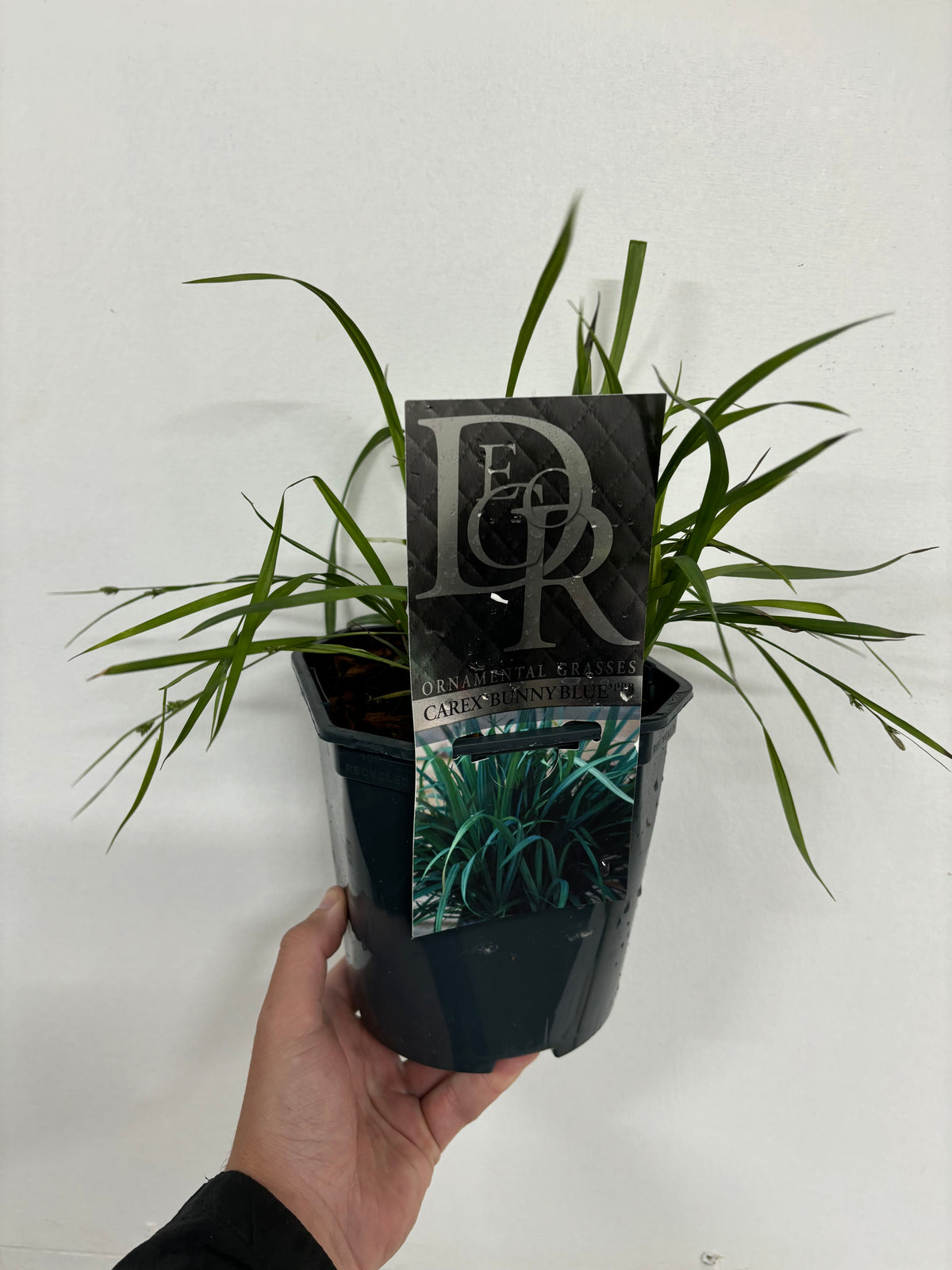 Carex &#39;Bunny Blue&#39; 2L