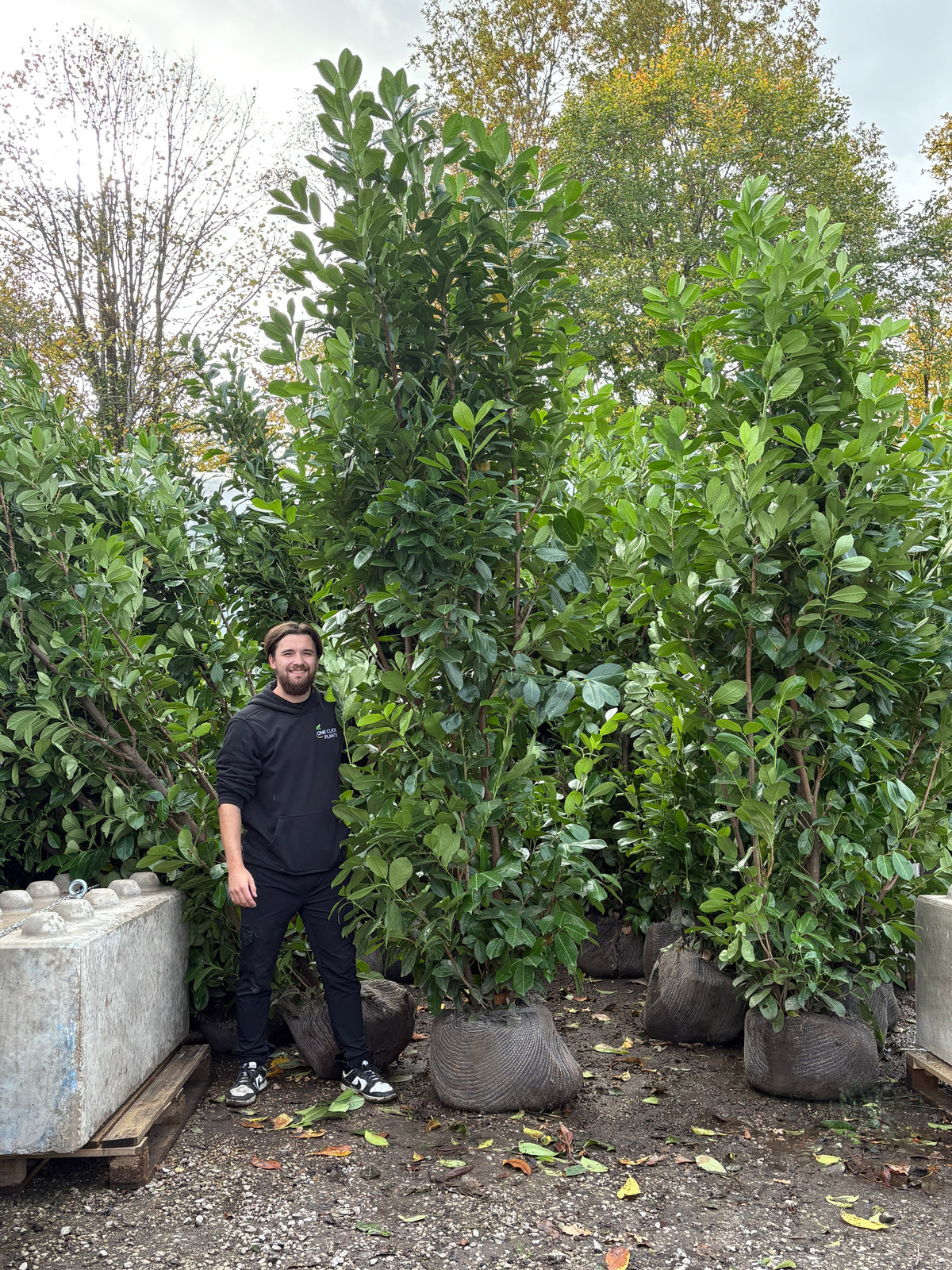 10-12ft Established Bushy ROOTBALL Cherry Laurel Hedge Plants (300-360cm)
