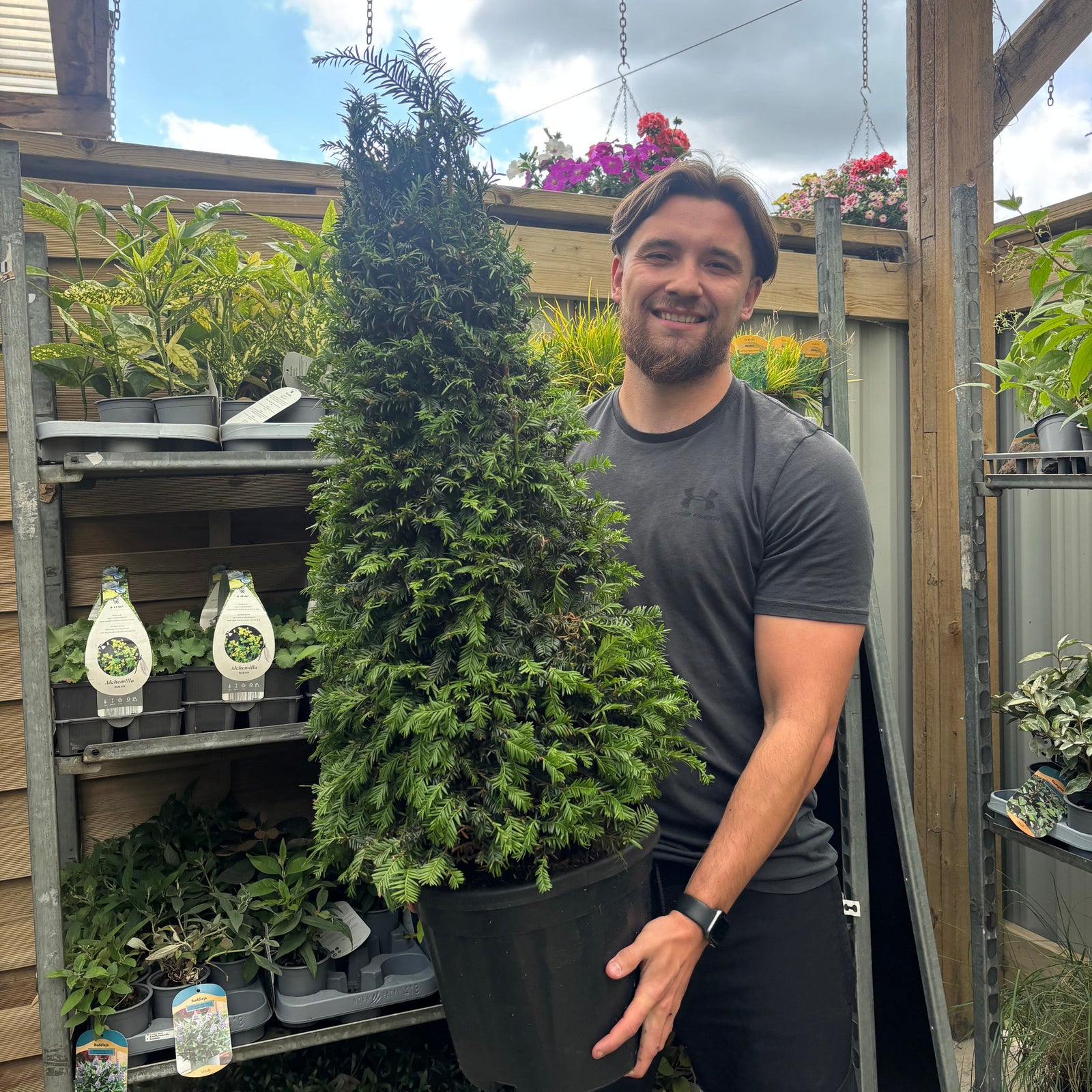 A smiling man in a gray t-shirt holds a Yew Cone - Taxus Baccata Cone (5L / 7.5L / 10L), surrounded by shelves of colorful conifers and flowers at a busy garden center.