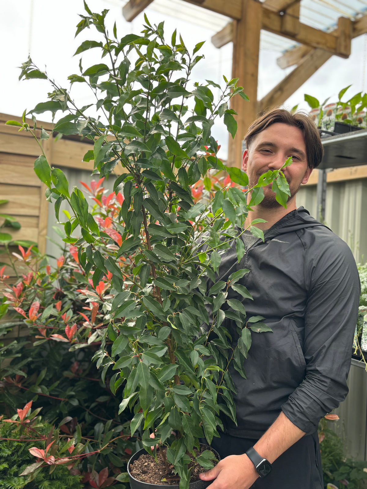 Portuguese Laurel | Prunus lauroceras &#39;Angustifolia&#39; (Multibuy Offers Available)