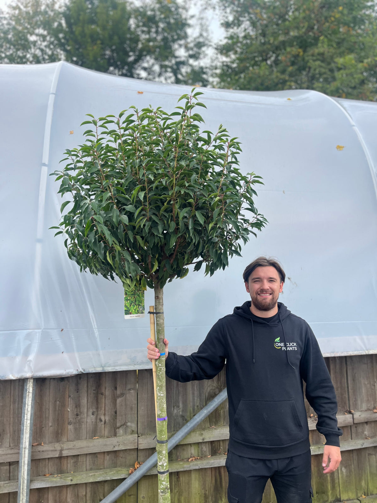 1/2 Standard Portuguese Laurel Tree 2m (stem 1.3m + head)