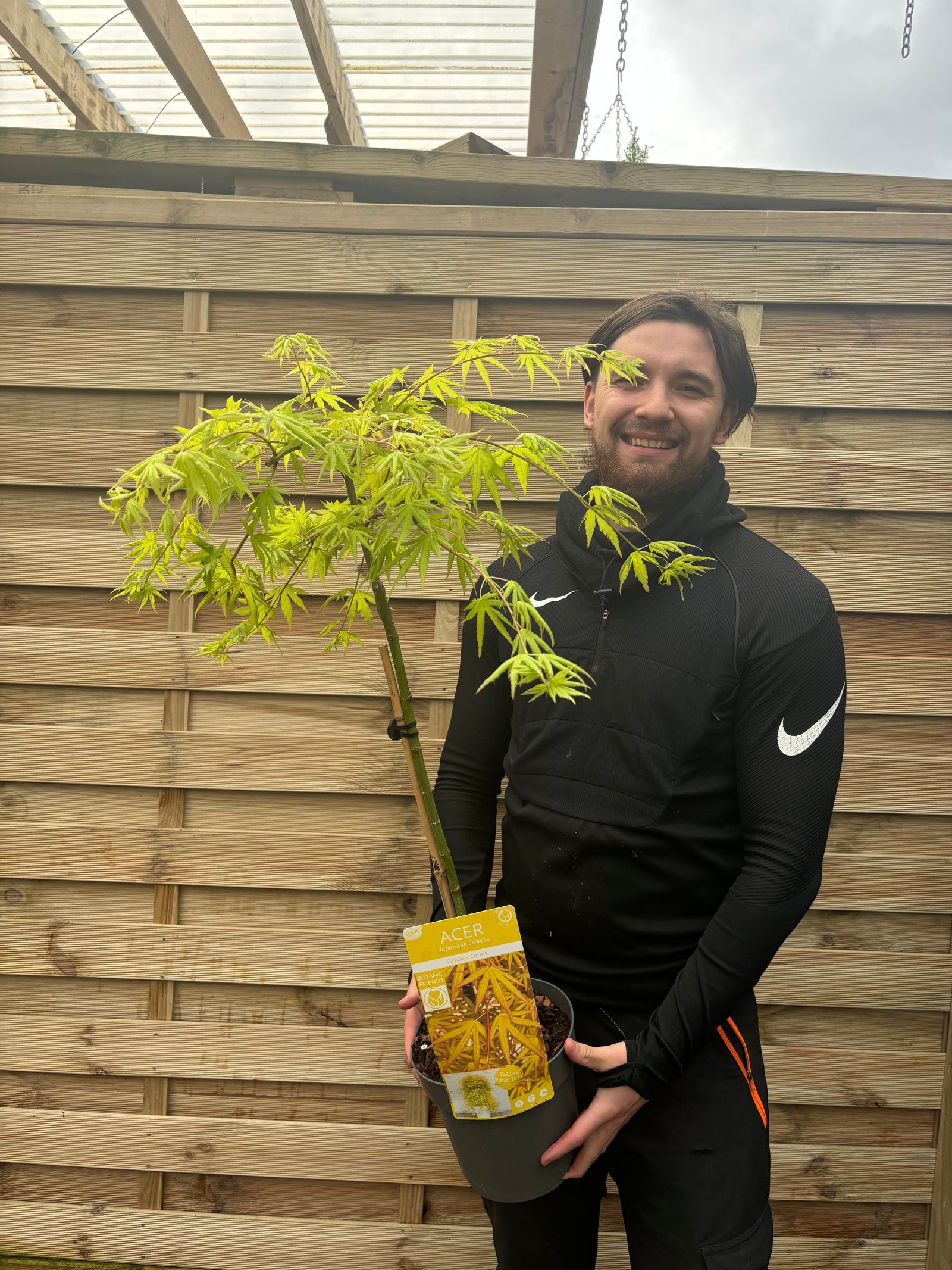 A man in black sportswear stands before a wooden fence, smiling and holding an Acer palmatum 'Cascade Citrine' Standard (100cm) patio tree with bright green leaves. A labeled pot with the word “Acer” is visible.