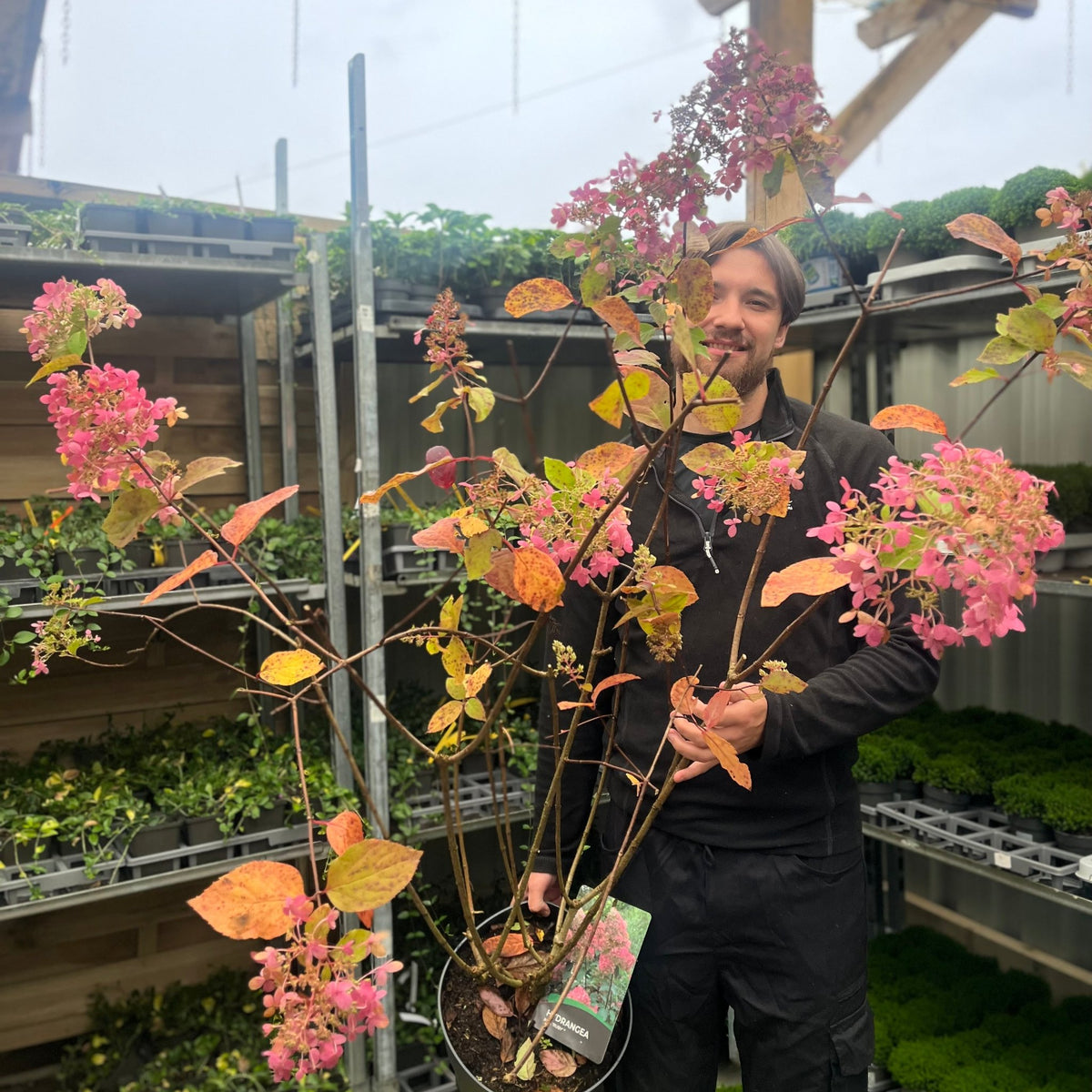 A person stands in a greenhouse, smiling and holding a Hydrangea paniculata &#39;Ruby&#39; 7.5L with red-pink blooms and autumn-toned leaves. Behind them are shelves displaying various plants and deciduous shrubs.