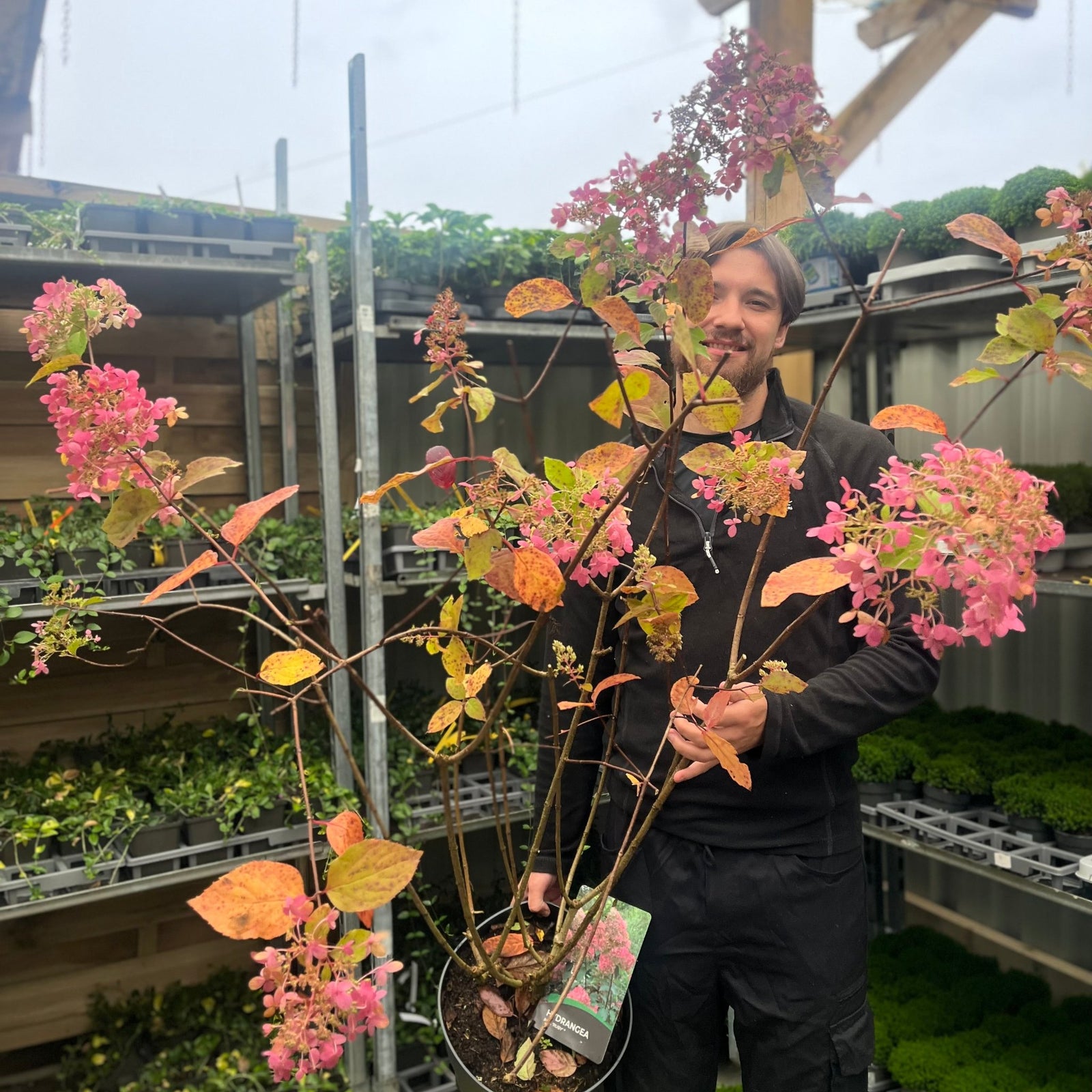 A person stands in a greenhouse, smiling and holding a Hydrangea paniculata 'Ruby' 7.5L with red-pink blooms and autumn-toned leaves. Behind them are shelves displaying various plants and deciduous shrubs.