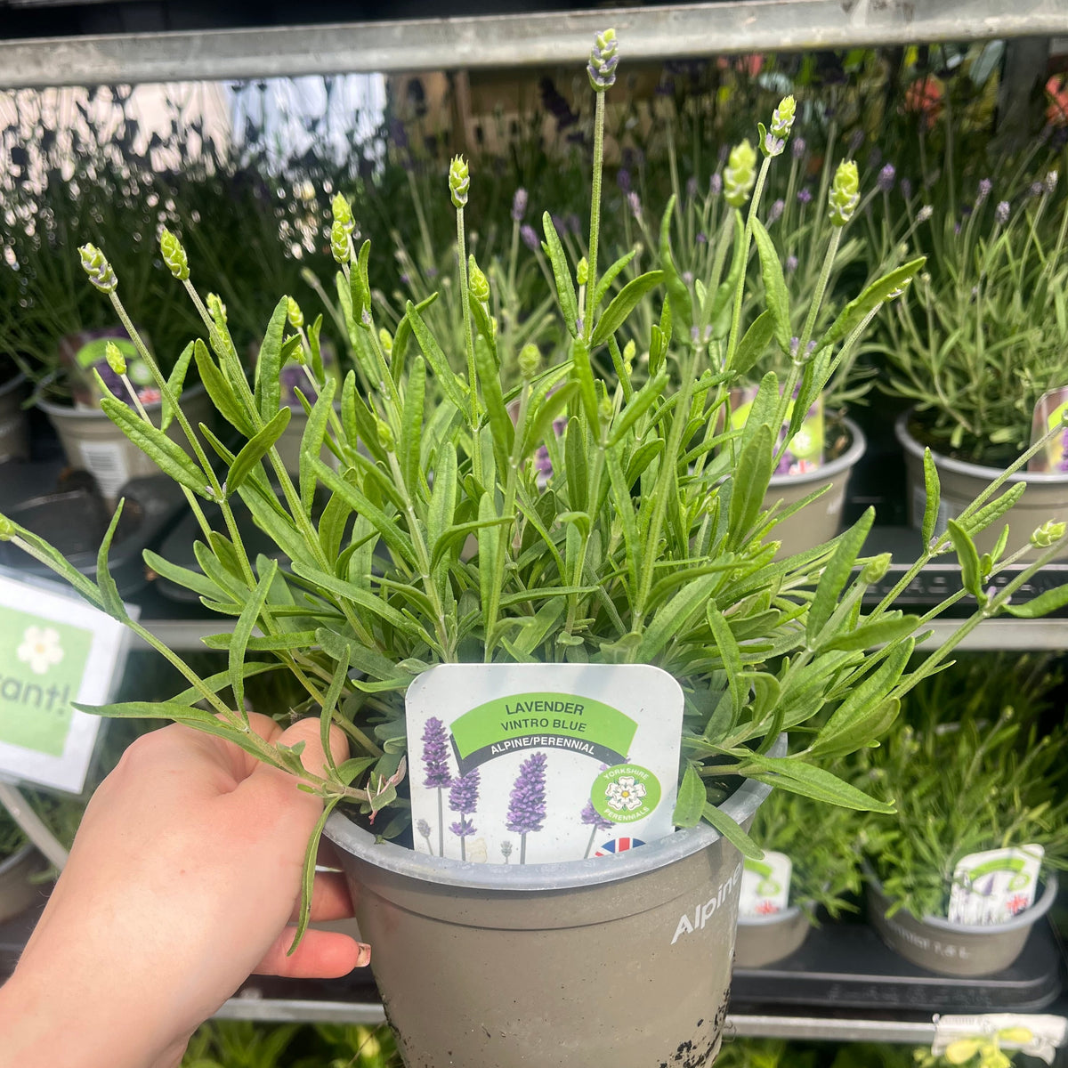 Lavender Vintro Blue 1.5L