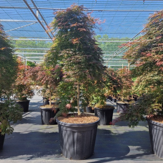 An Acer palmatum 'Orangeola' (65L / 80L / 130L) with feathery green leaves touched with red stands under a mesh canopy in a nursery, surrounded by similar potted trees on a paved surface.