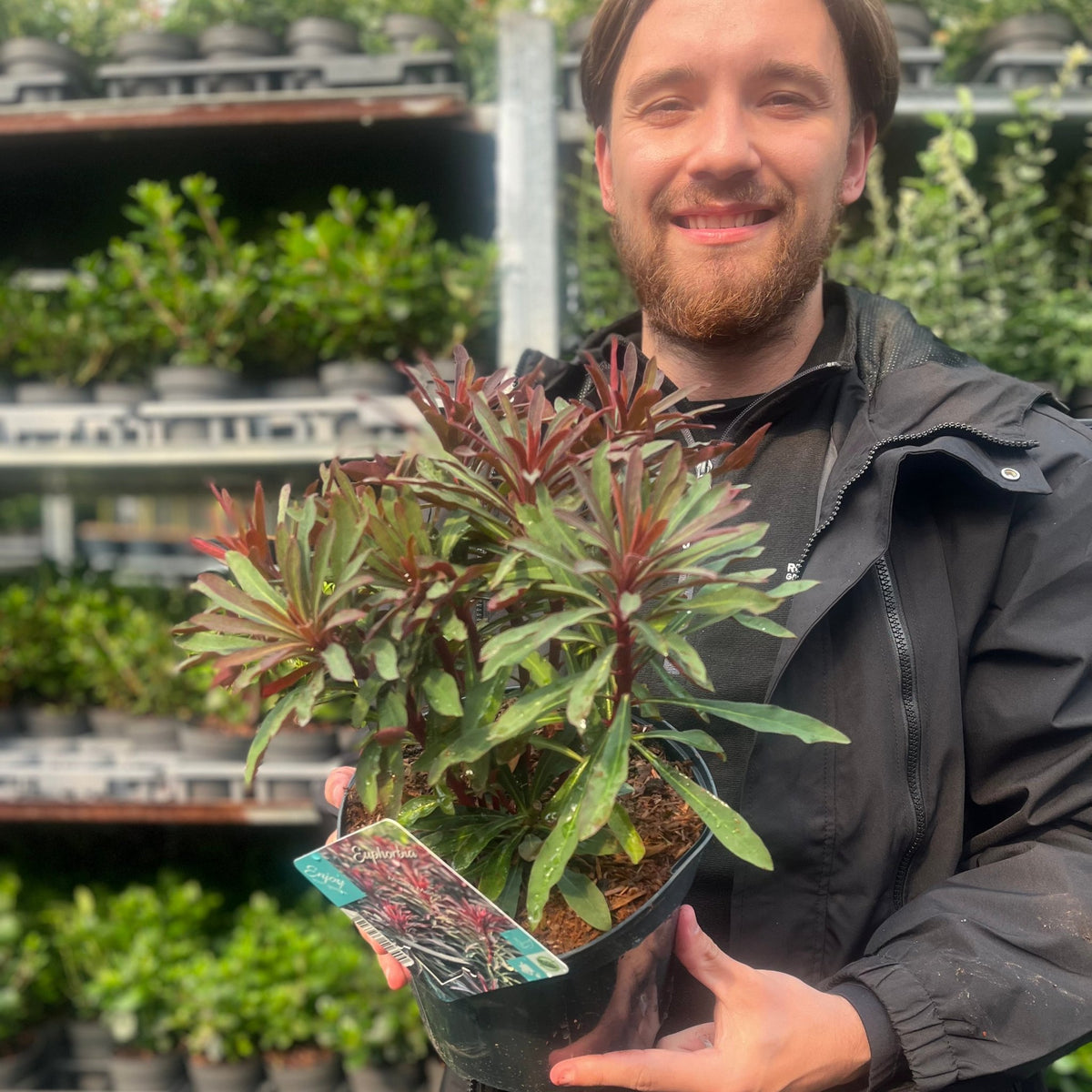 A smiling person in a black jacket holds a Euphorbia &#39;Miners Merlot&#39; 9cm/2L, an evergreen perennial with green and dark red leaves, at a garden center, with shelves of other plants visible behind them.