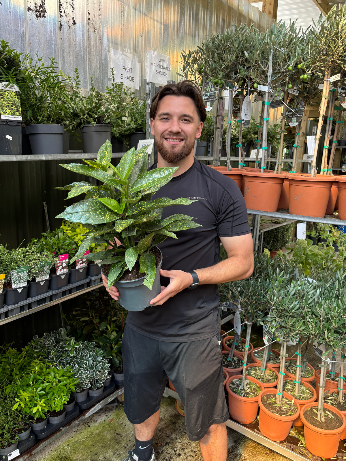 Aucuba Spotted Laurel 2L / 5L