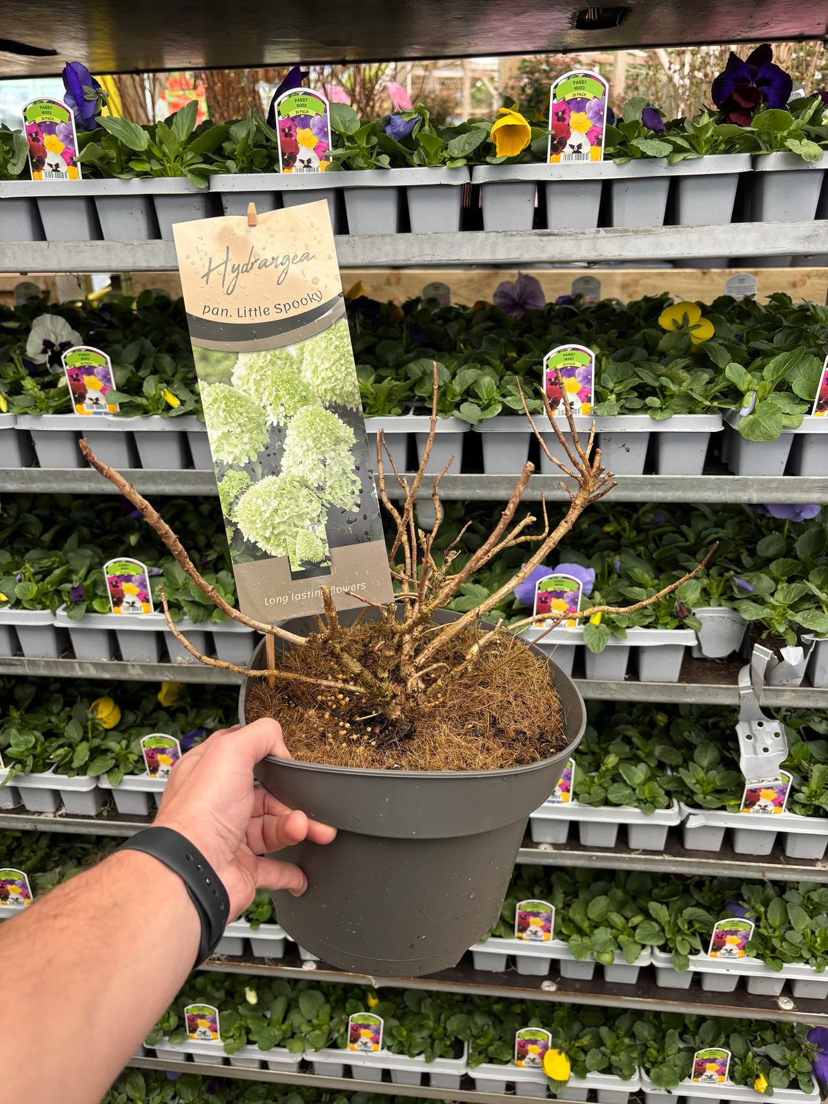 Hydrangea paniculata &#39;Little Spooky&#39; 9cm / 5L