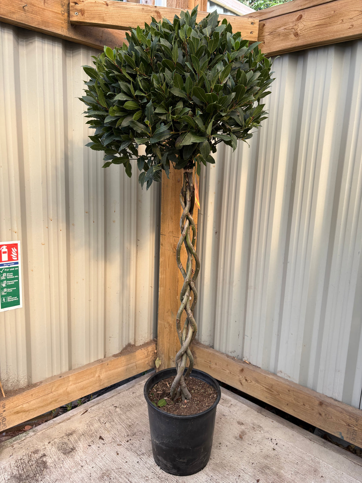 5-6ft 3/4 Standard Plaited Bay Tree | Laurus Nobilis (Stem: 90cm, Head 60cm)