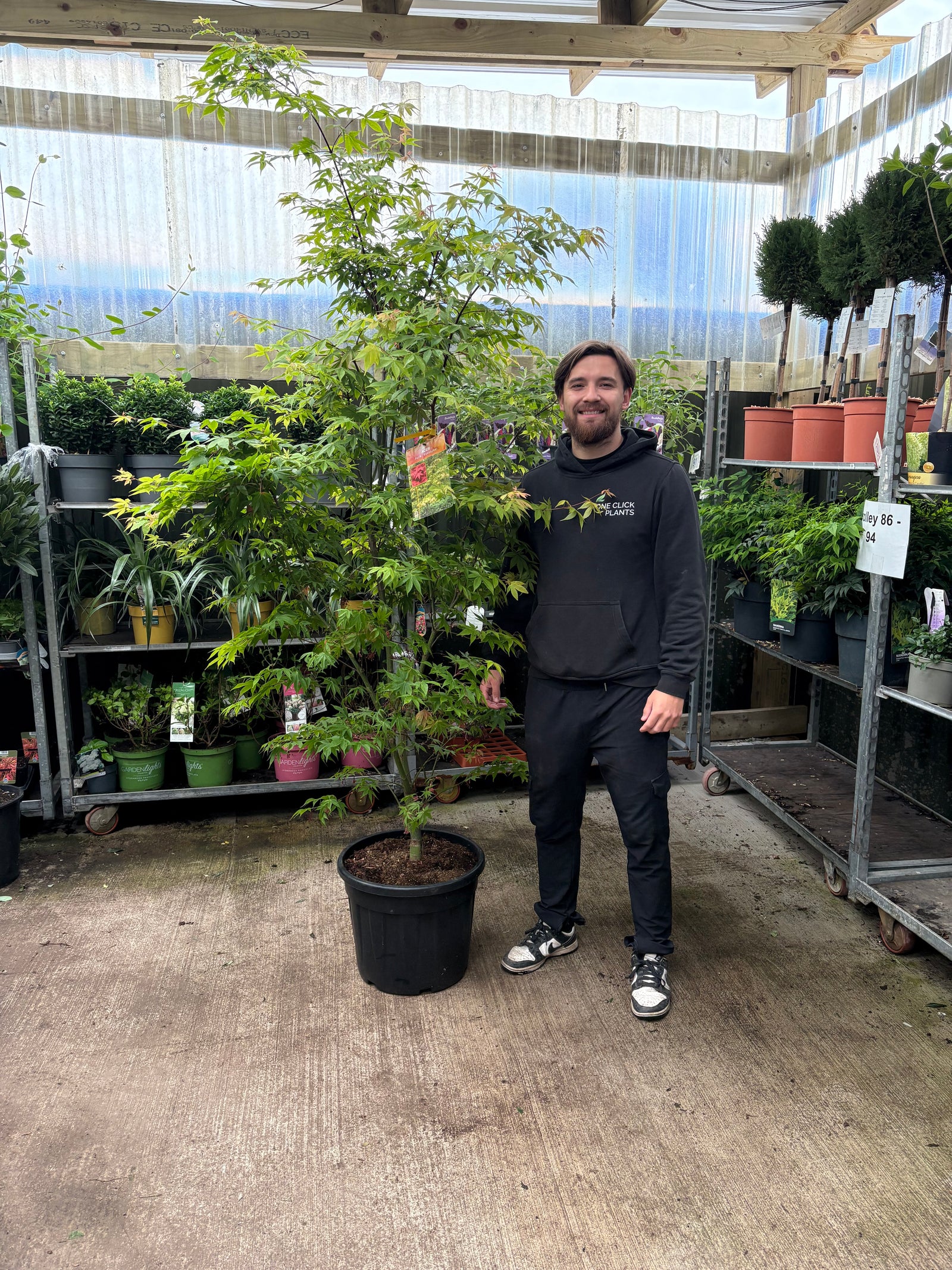 Acer palmatum 'Osakazuki' 35L / 50L