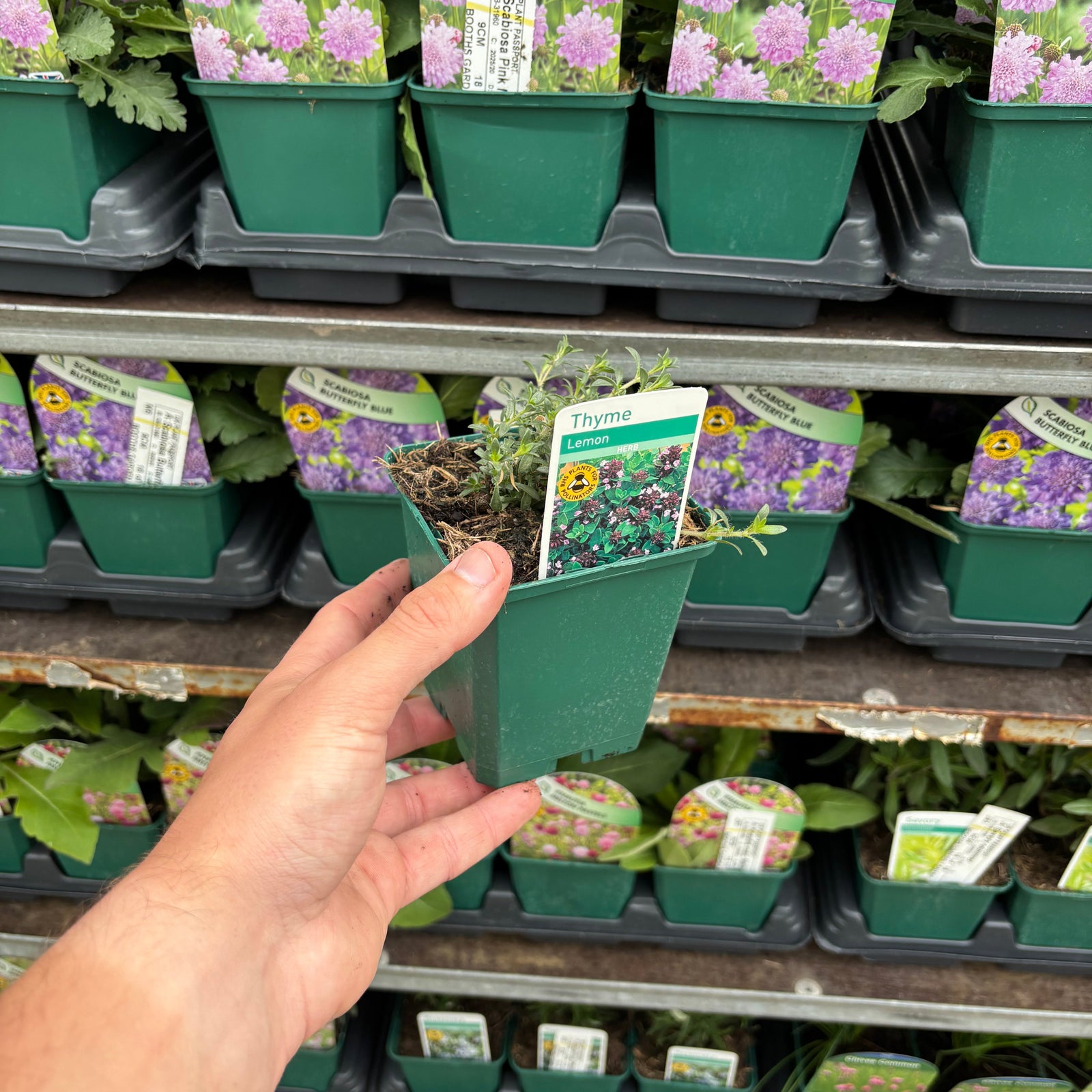 Lemon Thyme (Herb) 9cm