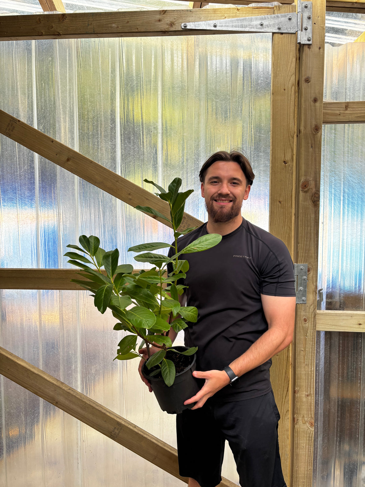 2-3ft (60-90cm) Potted Cherry Laurel Hedge Plants (Multibuy Offers Available)