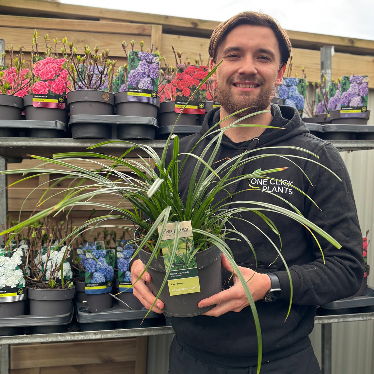 Carex oshimensis &#39;Irish Green&#39; 2L / 3L