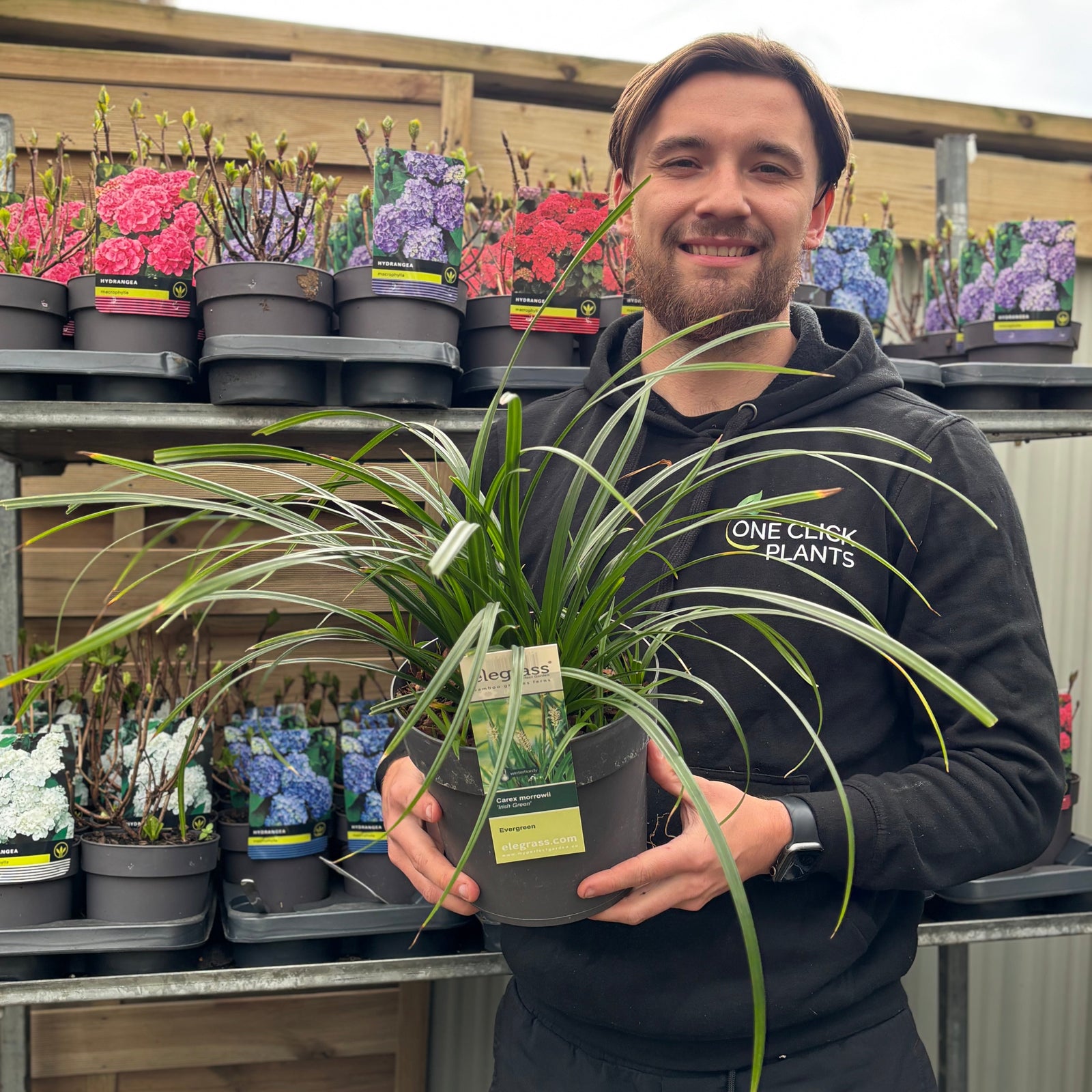 Carex oshimensis 'Irish Green' 2L / 3L