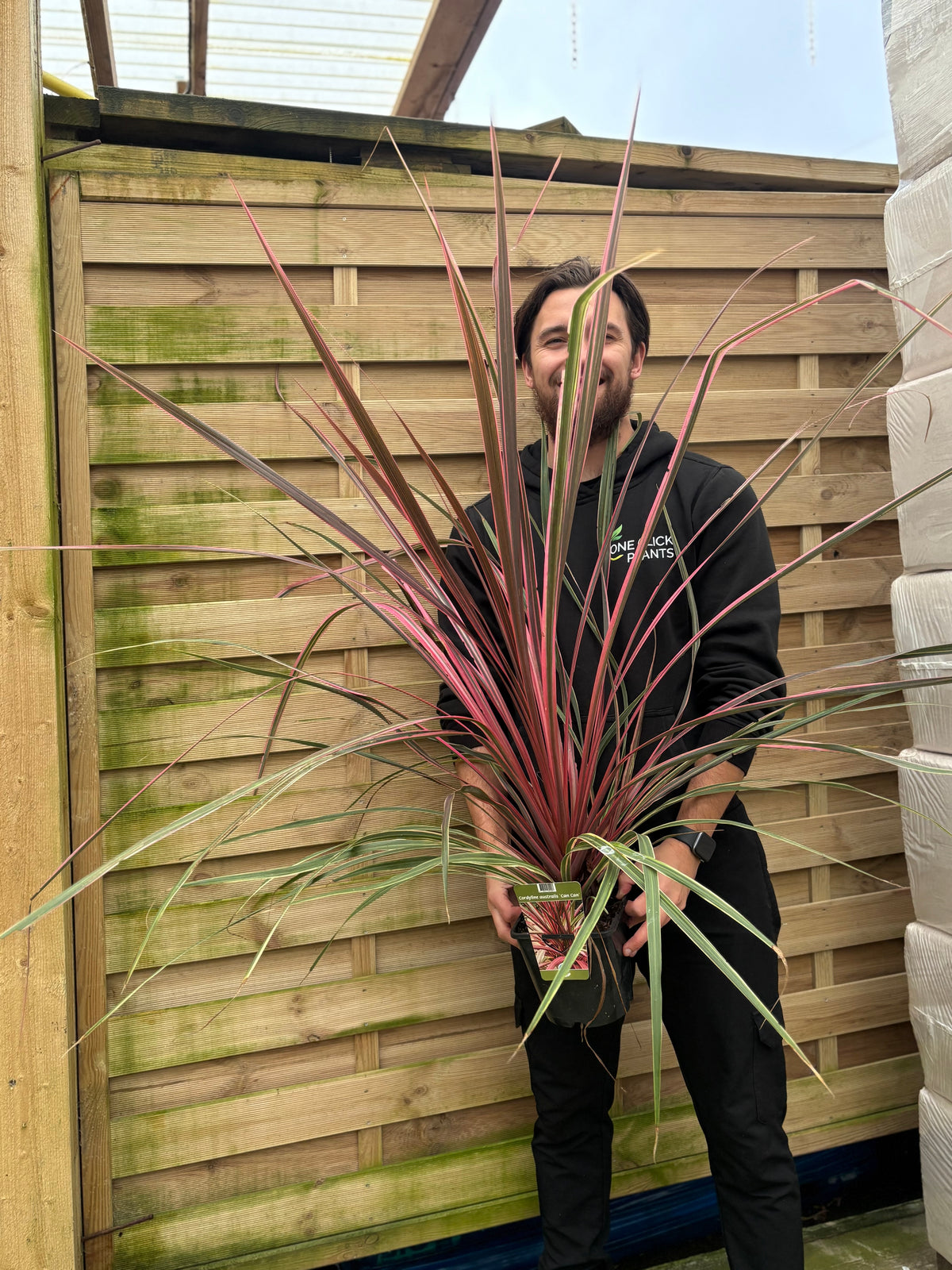 Cordyline australis &#39;Can Can&#39; 2L (70-80cm)