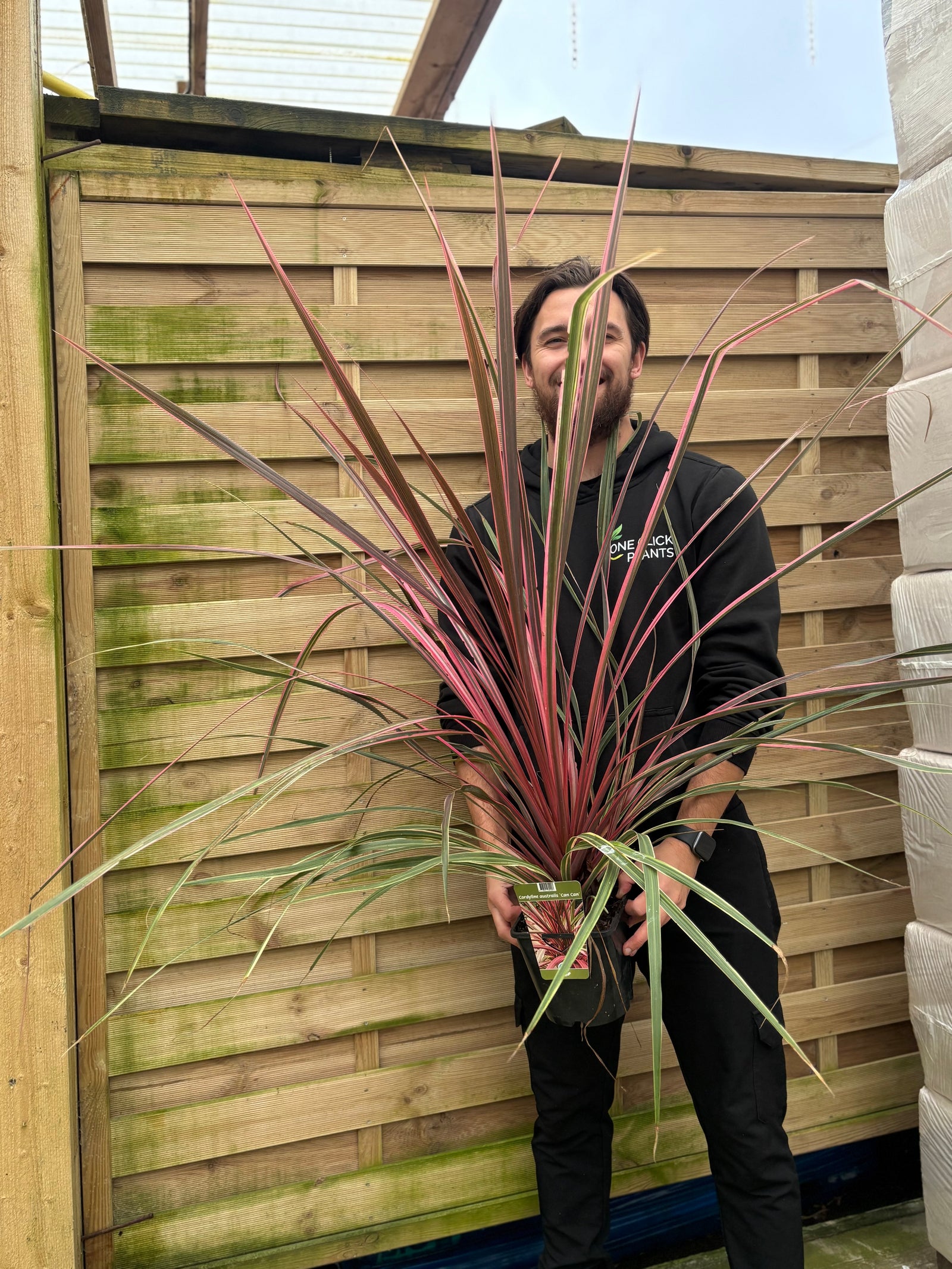 Cordyline australis 'Can Can' 2L (70-80cm)