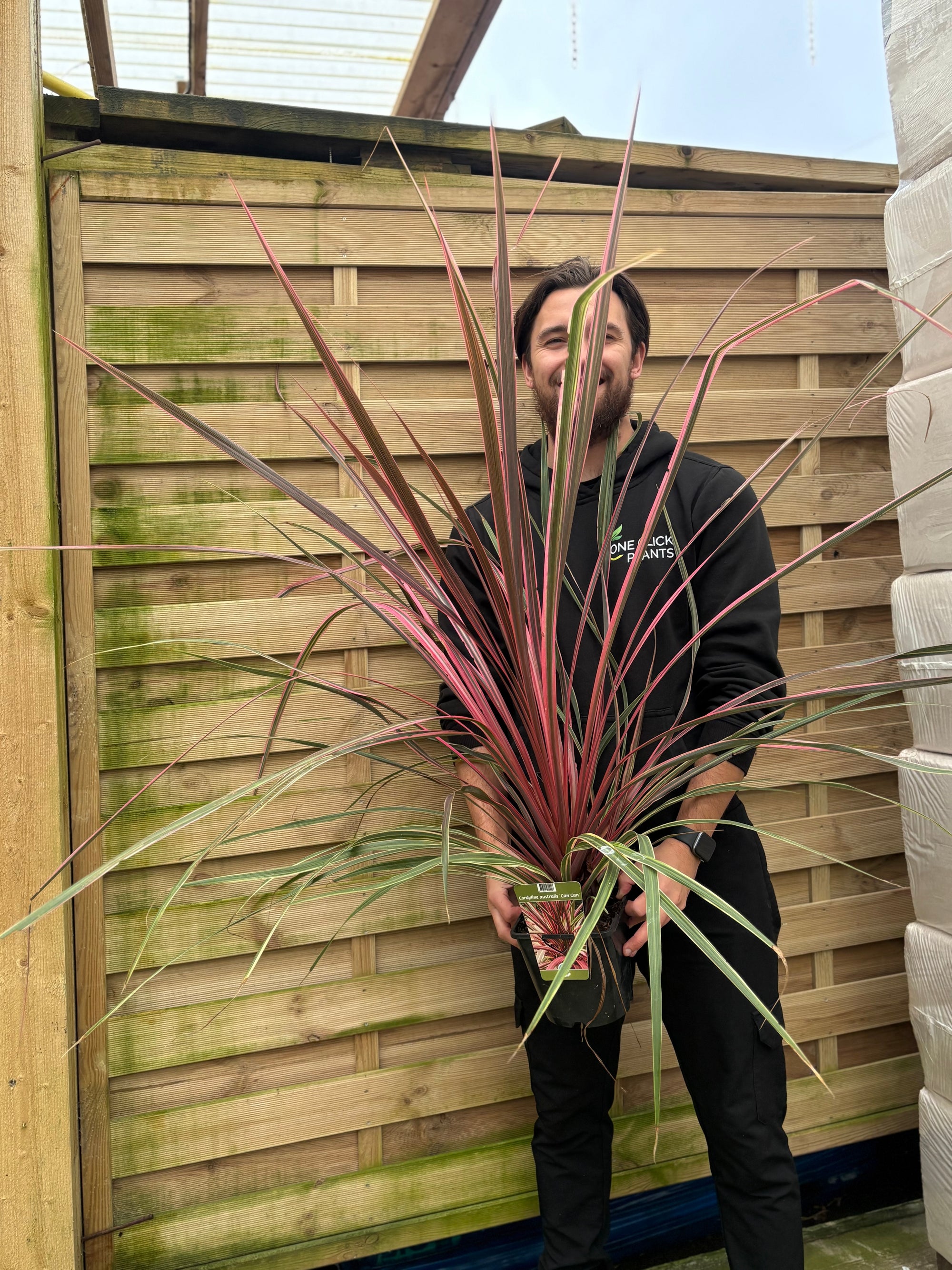 Cordyline australis 'Can Can' 2L (70-80cm)