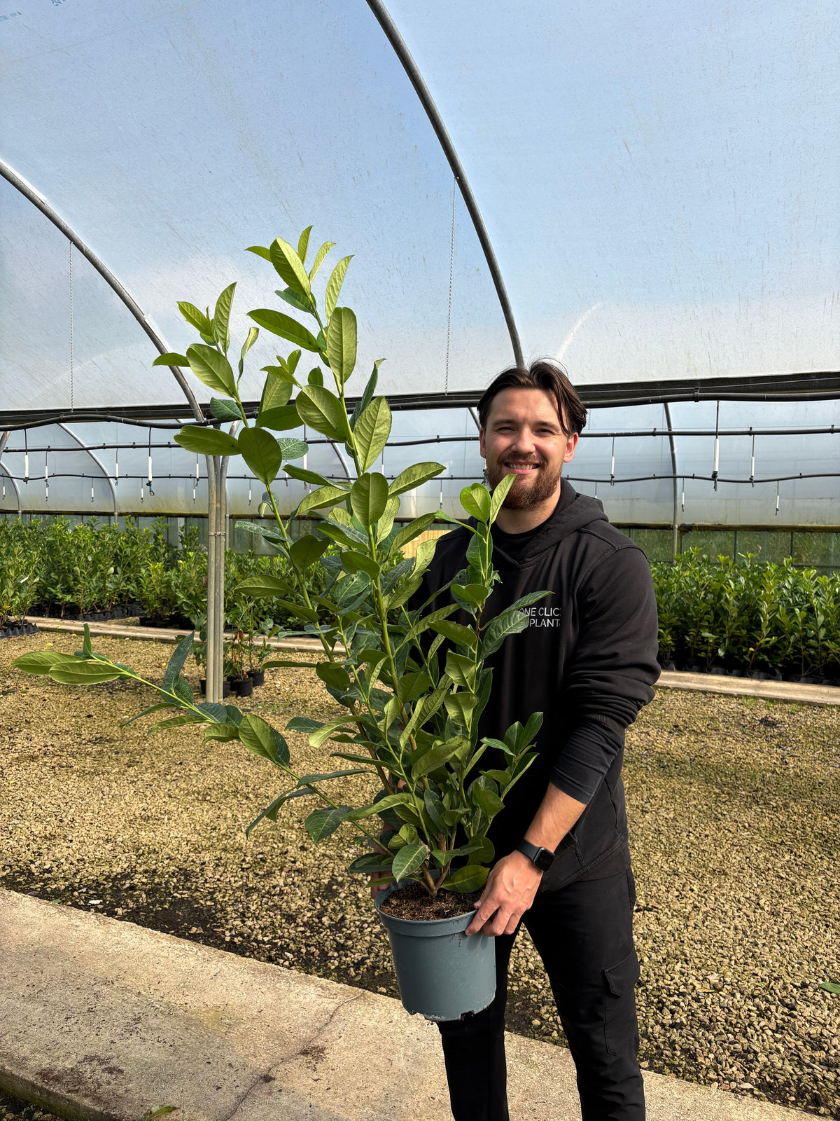 4ft (110-120cm) Potted Cherry Laurel Hedge Plants
