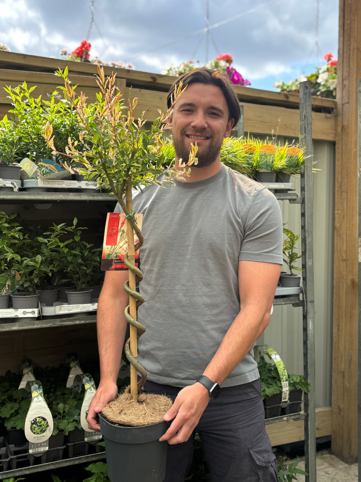 Salix intergra &#39;Hakuro - Nishiki&#39; SPIRAL Flamingo Dwarf Willow Tree (80-90cm)