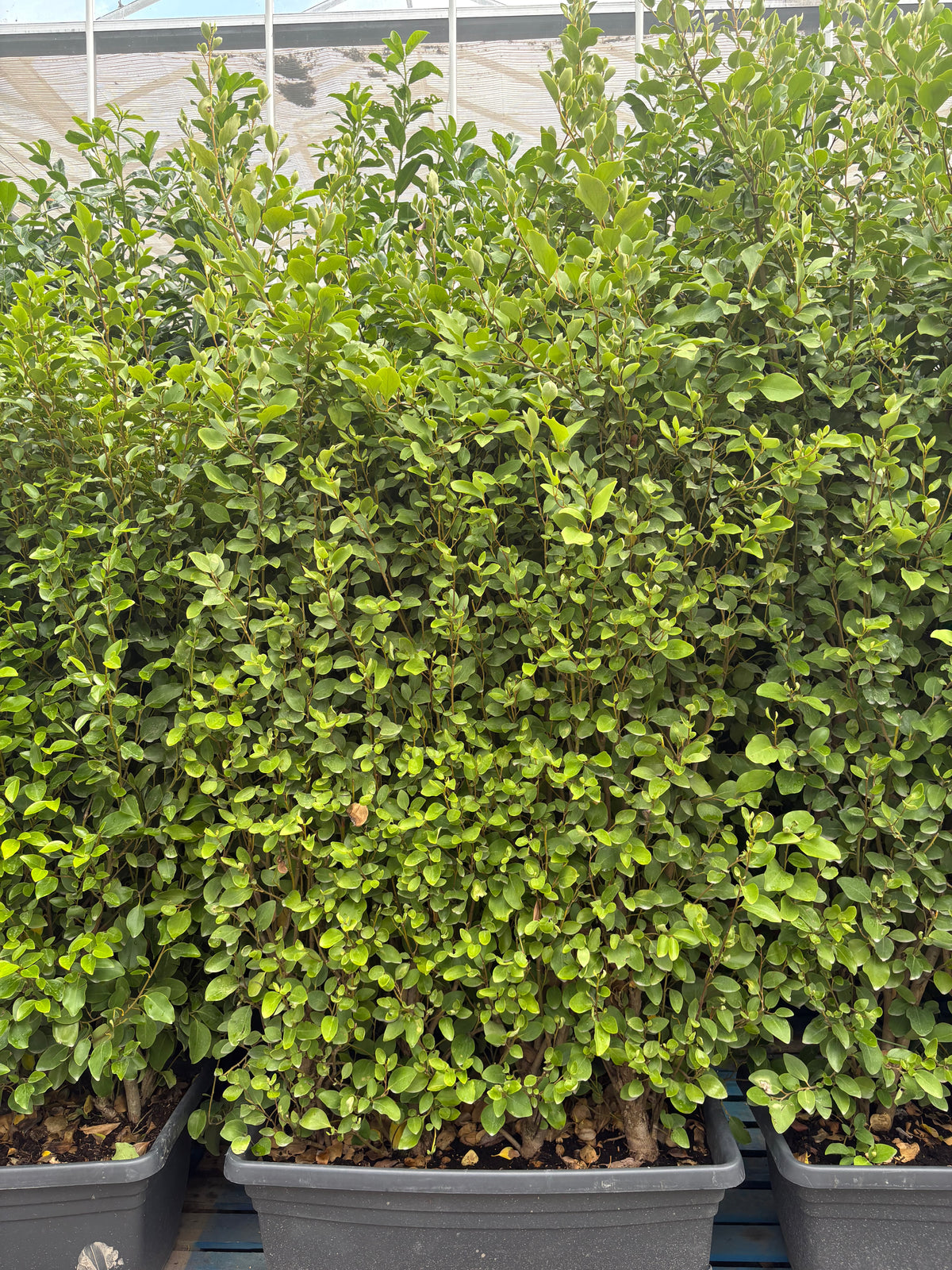 5-6ft Griselinia Ilitoralis Hedge Ready Trough 110L