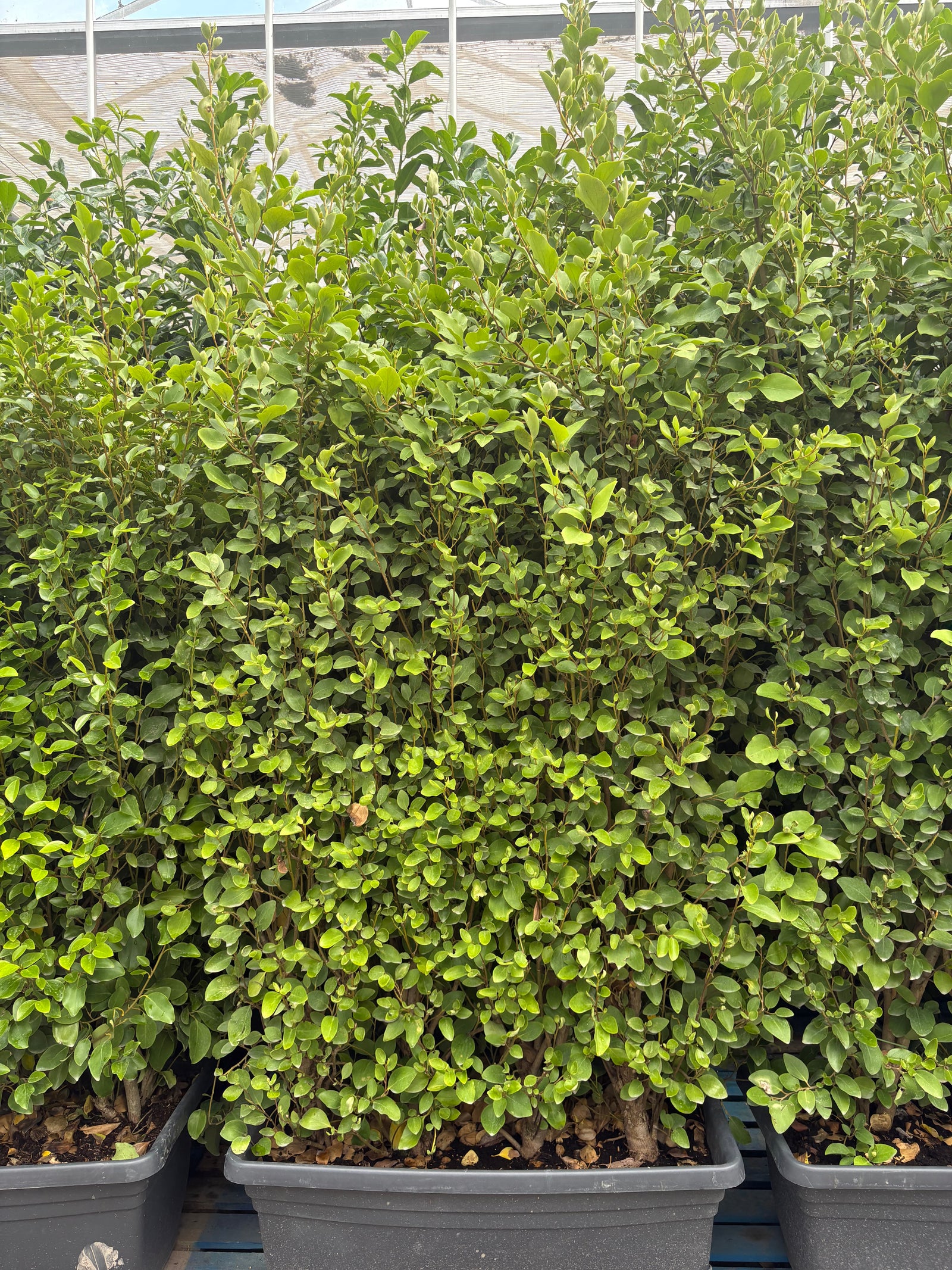 5-6ft Griselinia Ilitoralis Hedge Ready Trough 110L