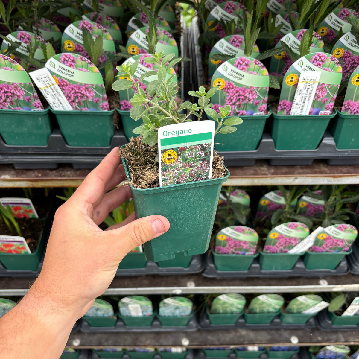A hand holds an Oregano common 9cm pot, featuring a young, aromatic oregano plant, with shelves of similar potted herb garden plants in the background.