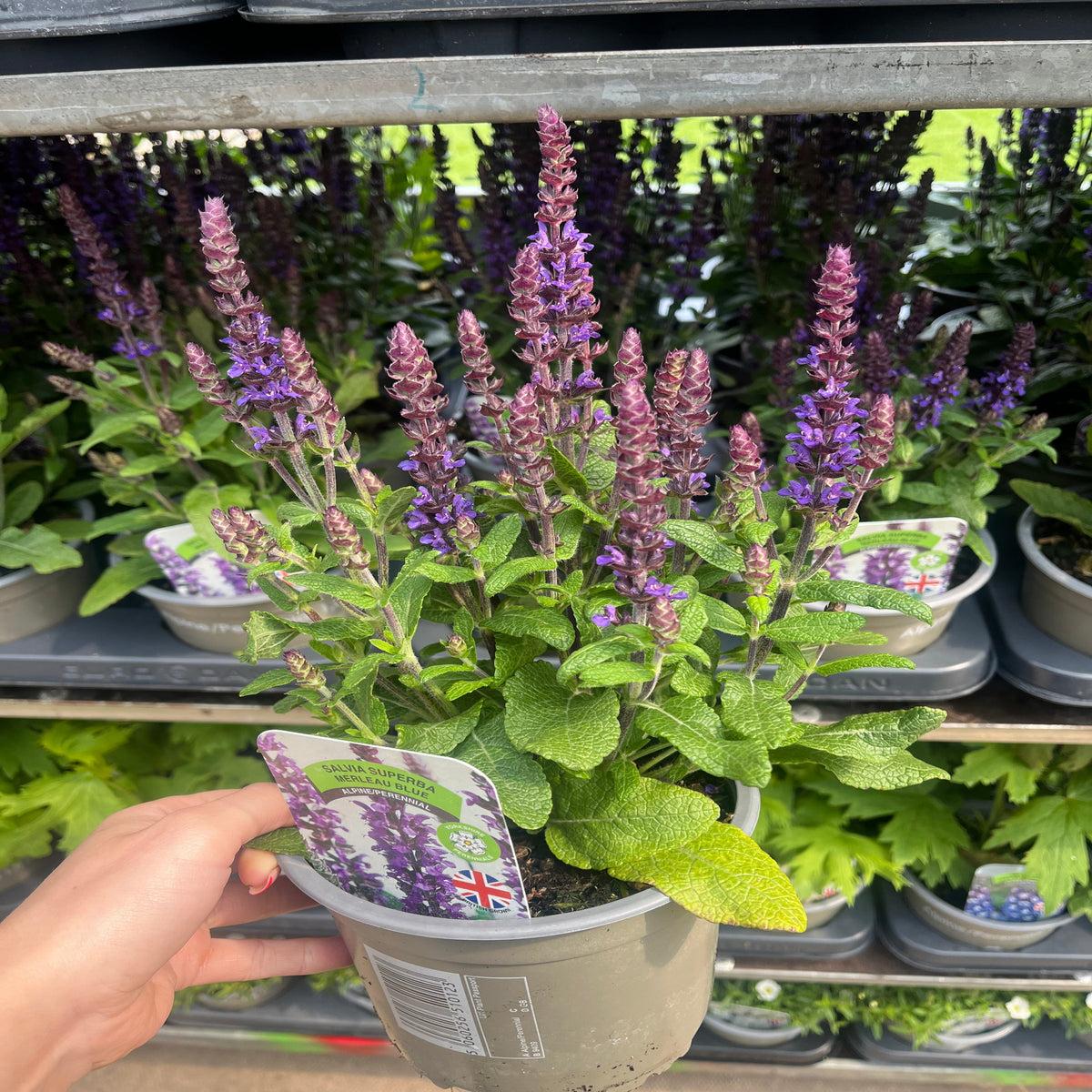 A hand holds a pot of Salvia nemorosa Sensation Blue 9cm/1.5L, a pollinator-friendly perennial with spiky purple-blue blooms and green leaves, surrounded by more potted salvias on display at a garden center.