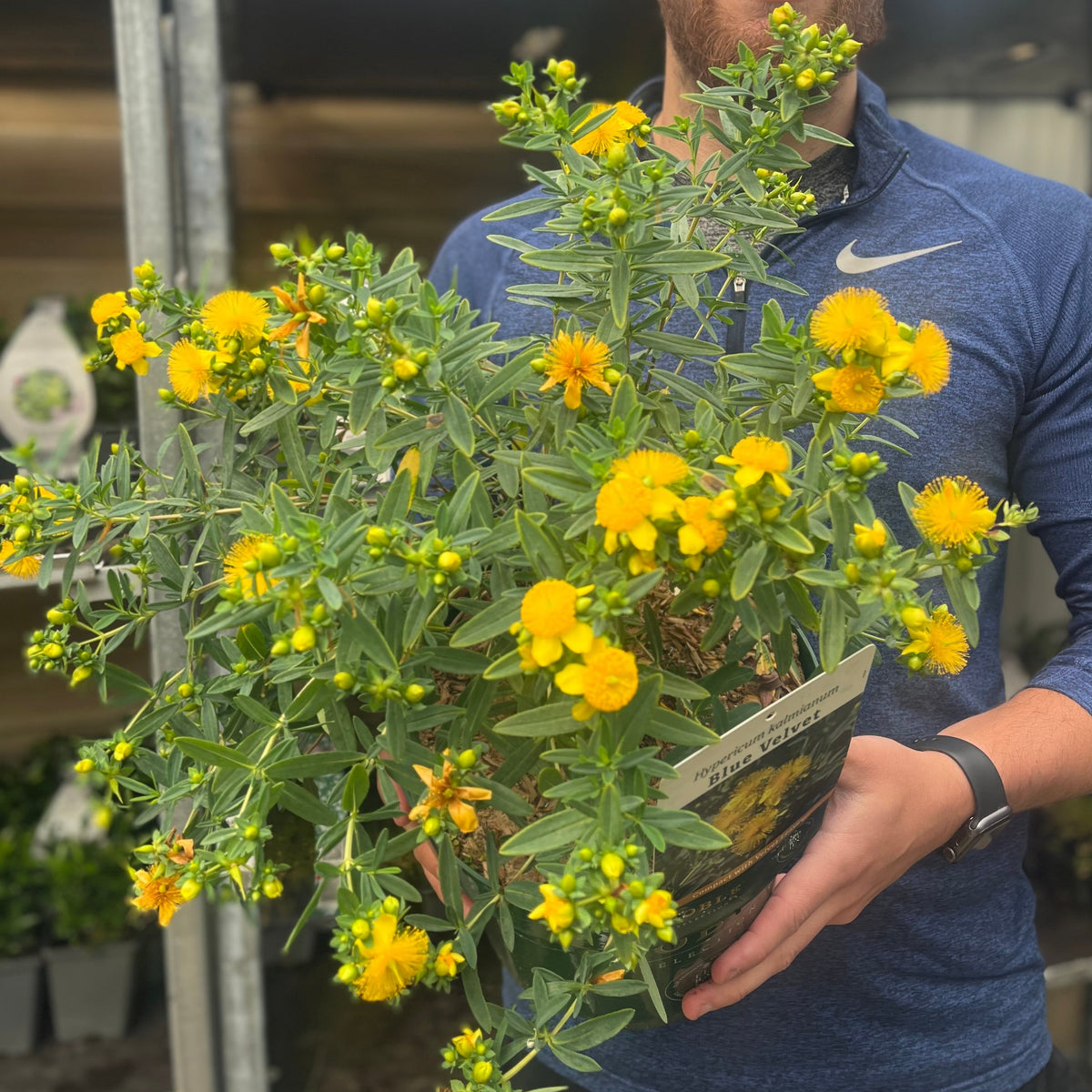 Hypericum kalmianum &#39;Blue Velvet&#39; 3.5L