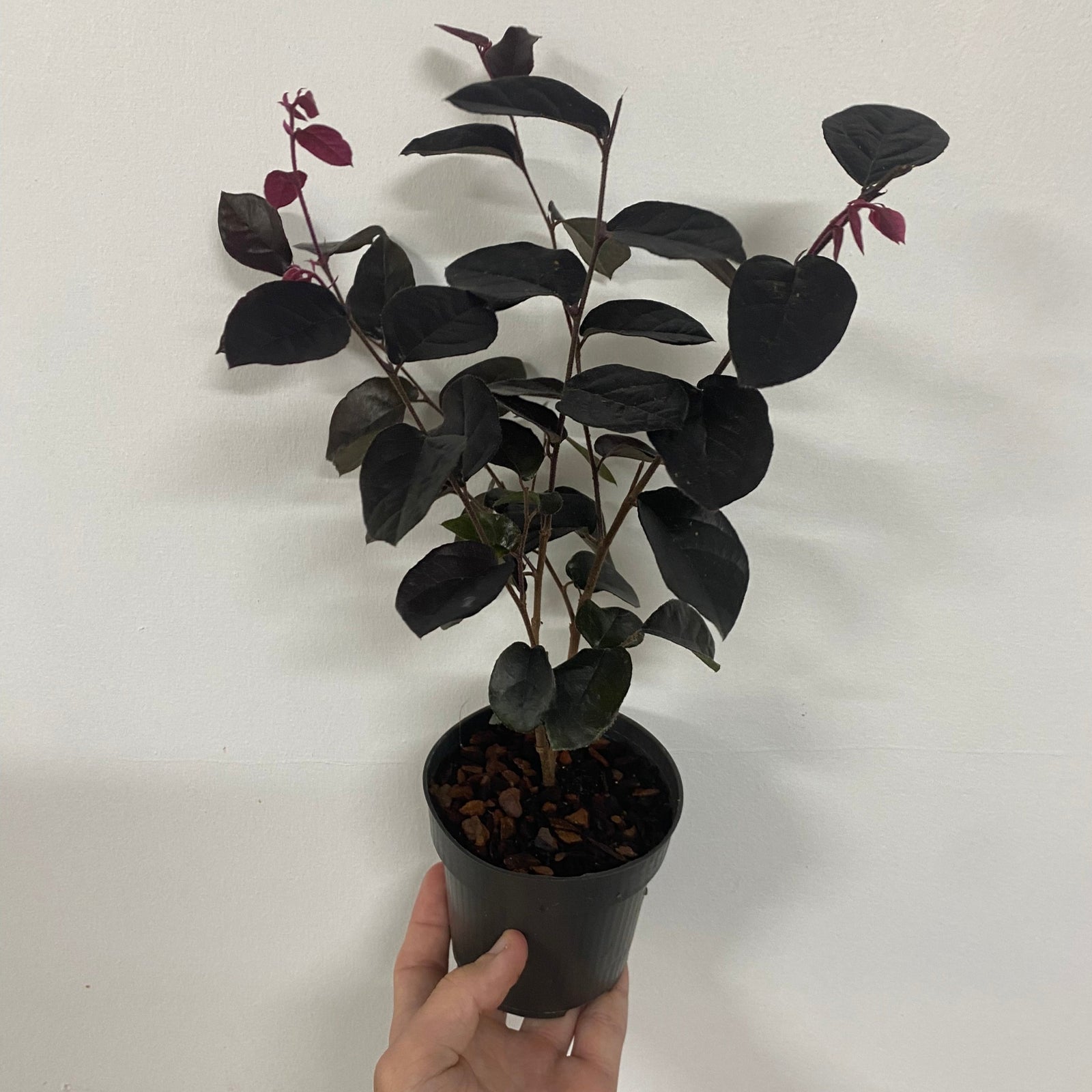 A hand holds a small black pot with a Loropetalum Chinese Pipas Red 9cm, a semi-evergreen shrub featuring dark green and purple leaves, against a plain white background.