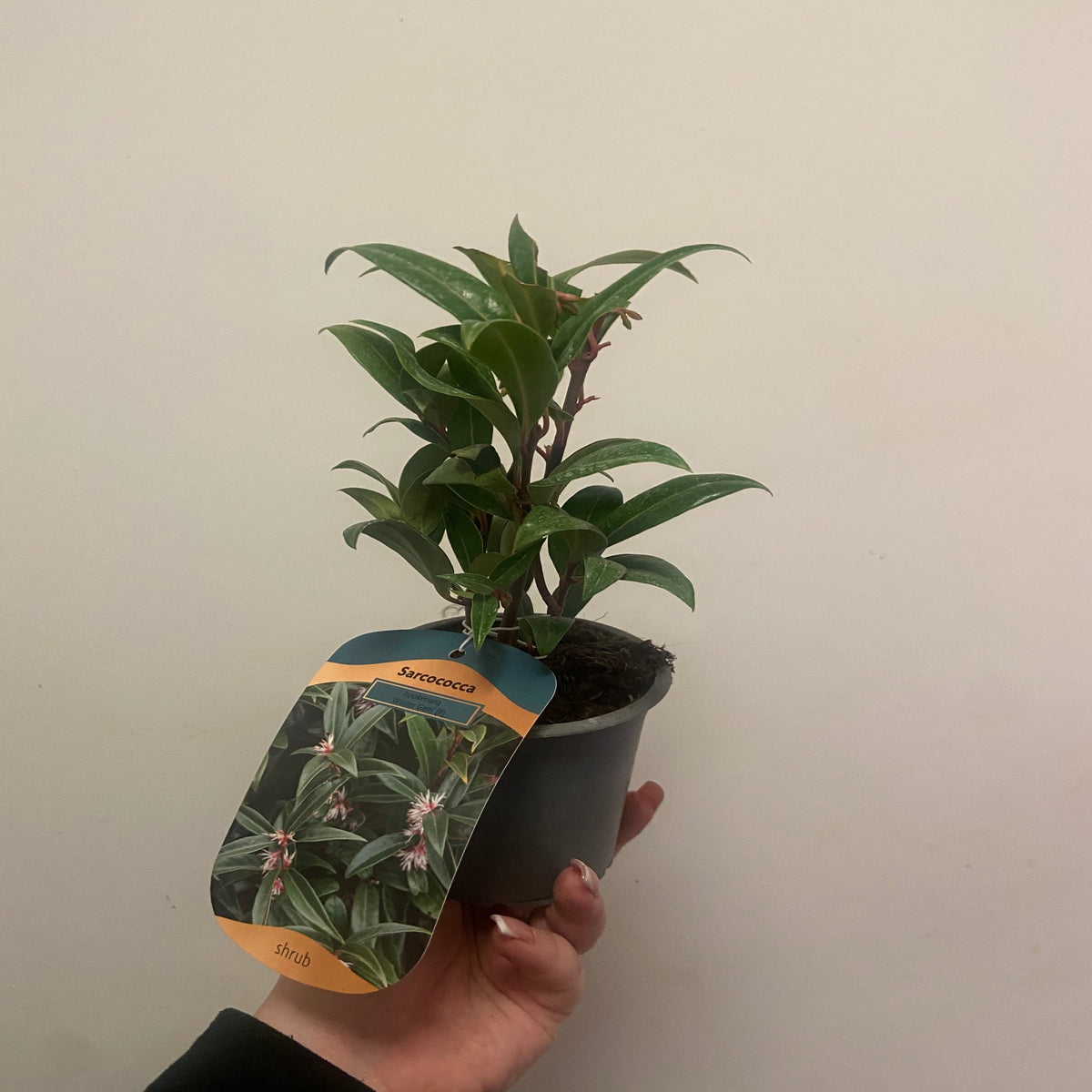 Sarcococca hookeriana &#39;Winter Gem&#39; 9cm / 2L