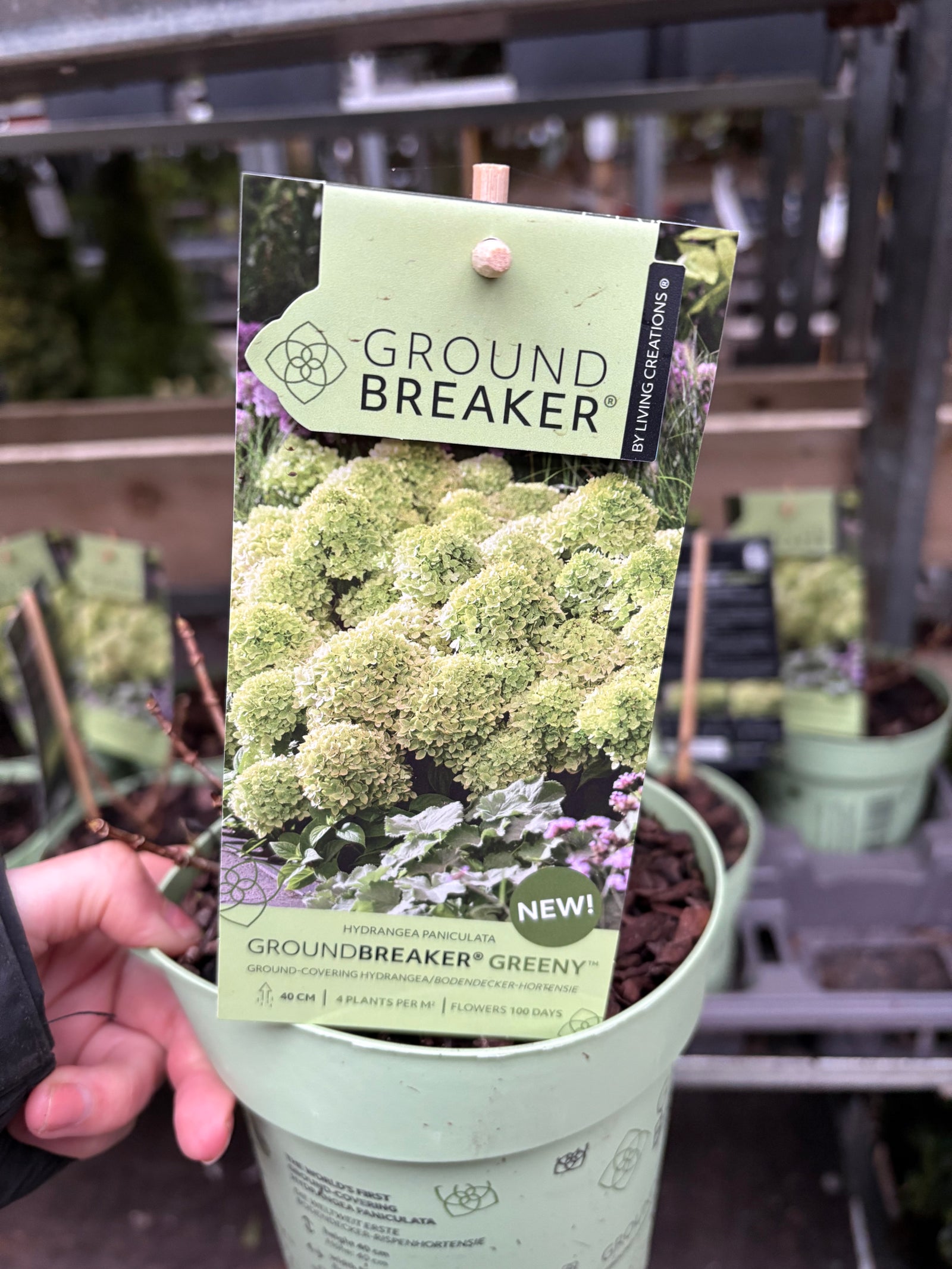 Hydrangea paniculata ‘Groundbreaker Greeny’