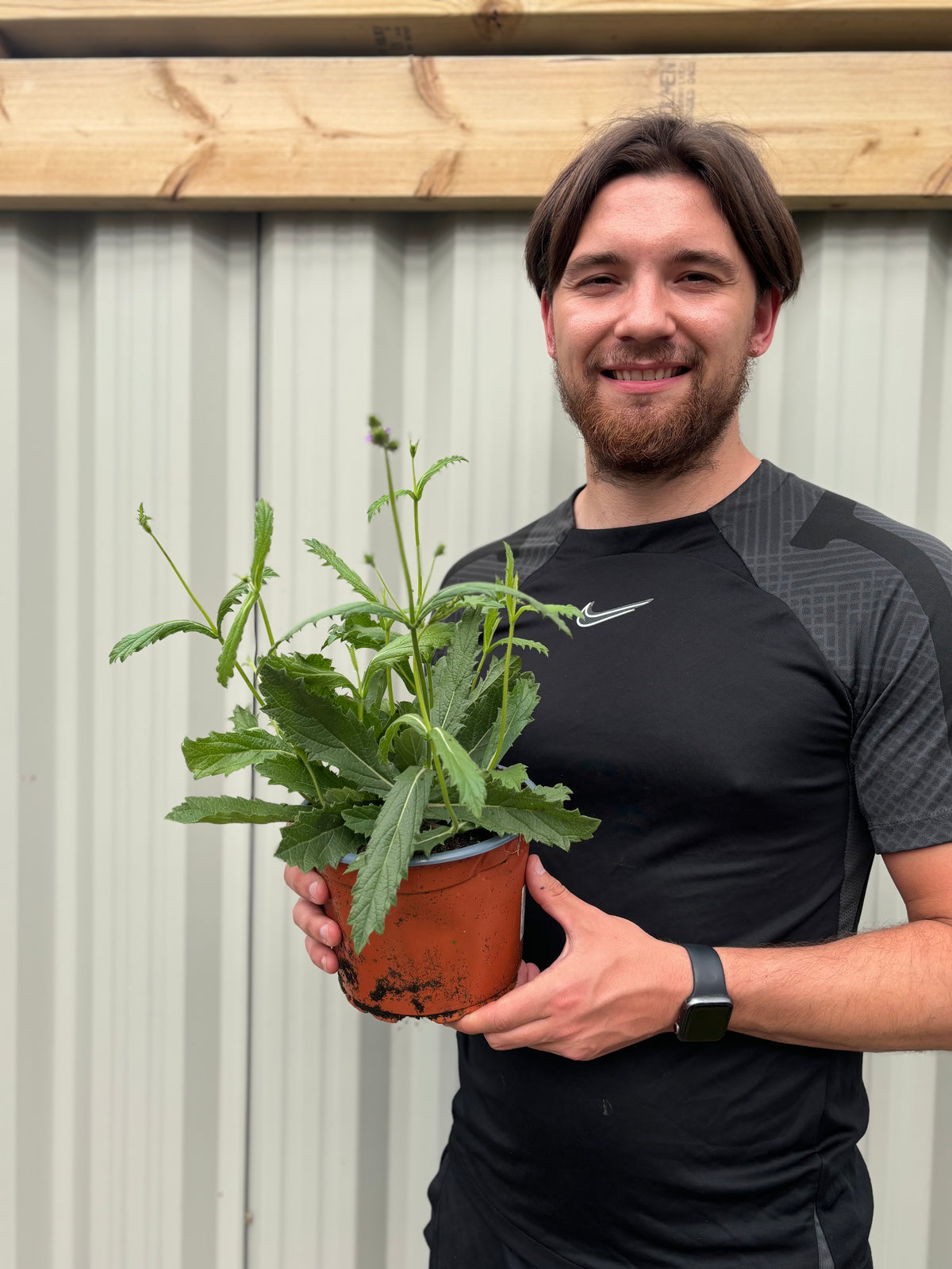 A man with brown hair, a beard, black sports shirt, and smartwatch smiles while holding a Verbena &#39;Rigida&#39; (9cm/1.5L/2L) in front of a corrugated metal wall with a wooden beam.
