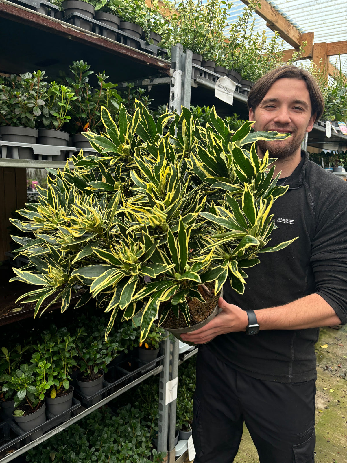 Rhododendron ponticum ‘Variegata’ 5L
