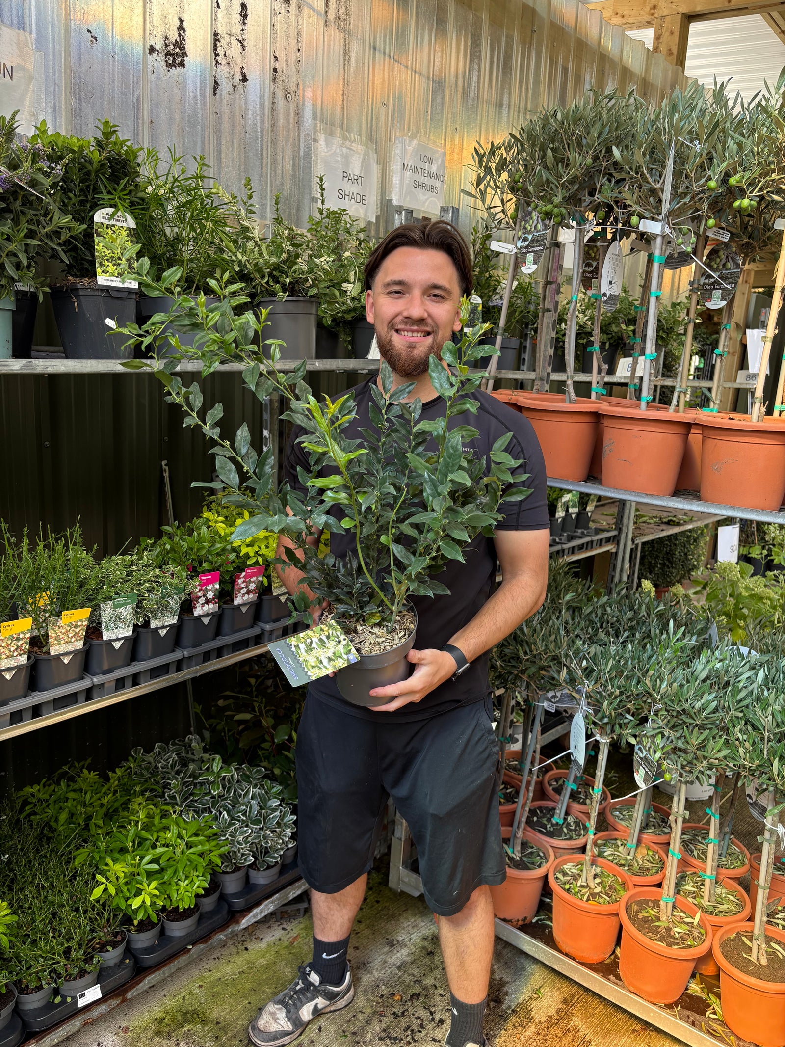 Sarcococca confusa 9cm/1L/2L