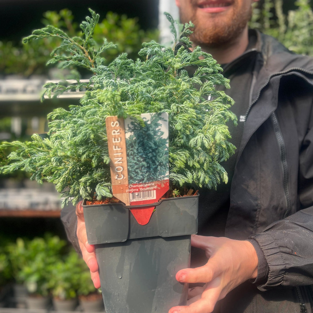 Chamaecyparis pisifera &#39;Boulevard&#39; 2L