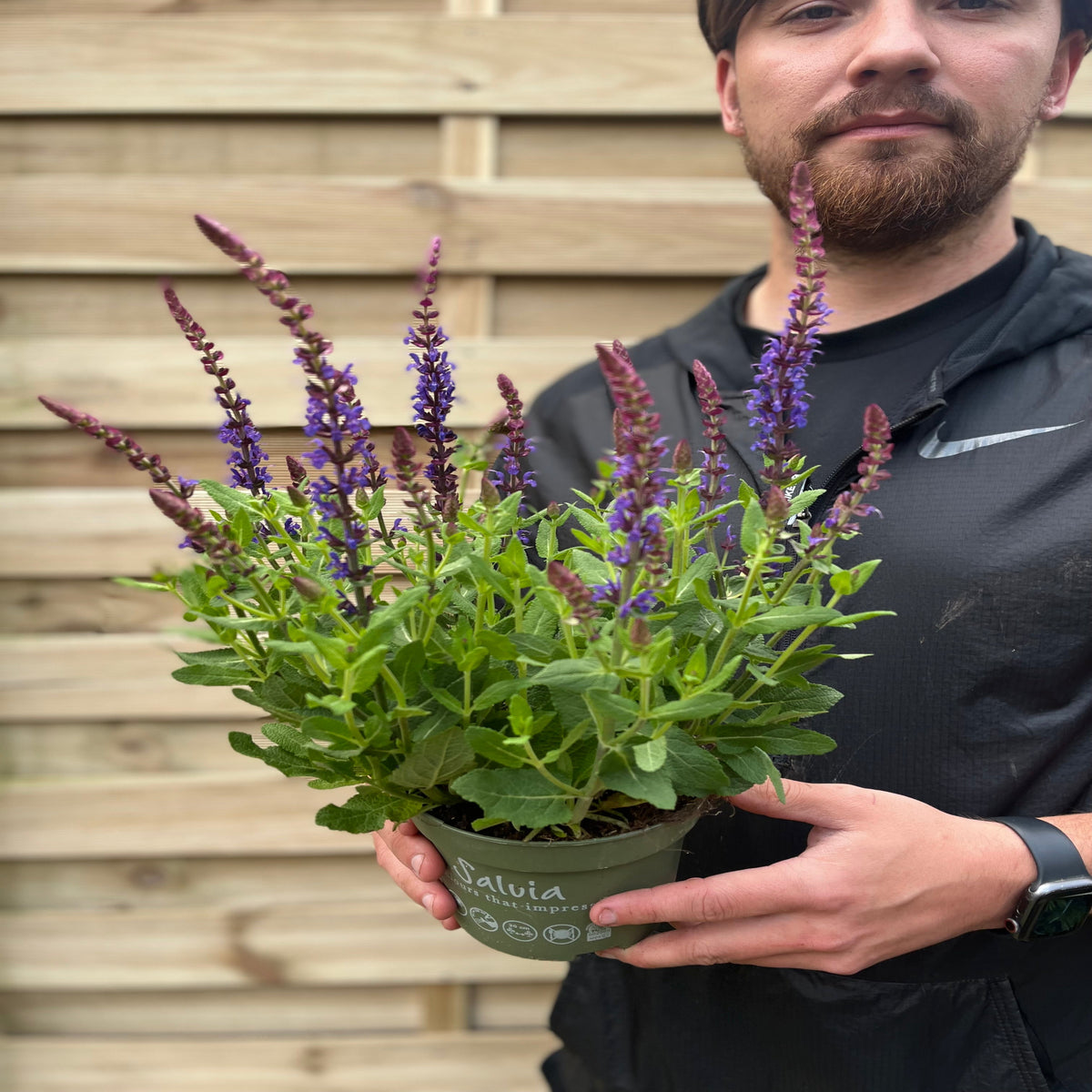 Salvia nemorasa &#39;Ostfriesland&#39; Blue 9cm / 2L