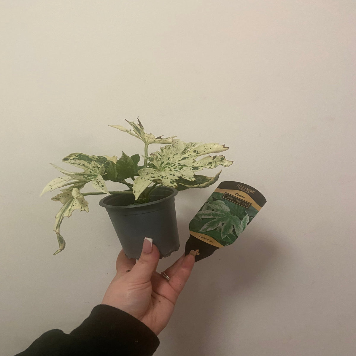A hand with long nails holds a potted Fatsia japonica &#39;Spider&#39;s Web&#39; (9cm-7.5L), an evergreen, shade-tolerant houseplant with green and white variegated leaves. A matching care tag sits beside the pot against a light wall.