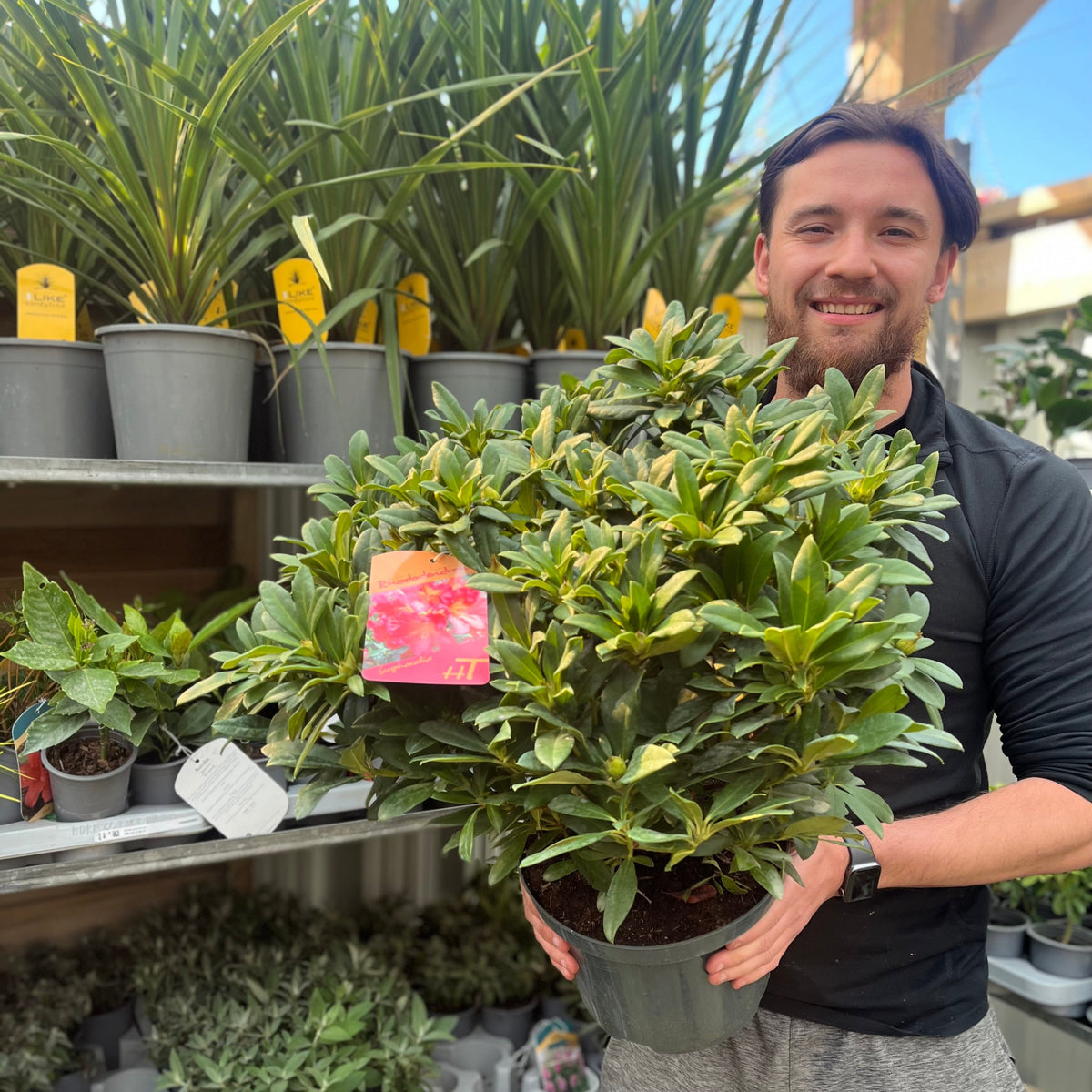 A smiling man in a black jacket holds a Rhododendron hybride &#39;Scyphocalix&#39; 5L (60-70cm inc. pot) in a garden center, surrounded by green plants and pots—an ideal evergreen shrub for woodland gardens.