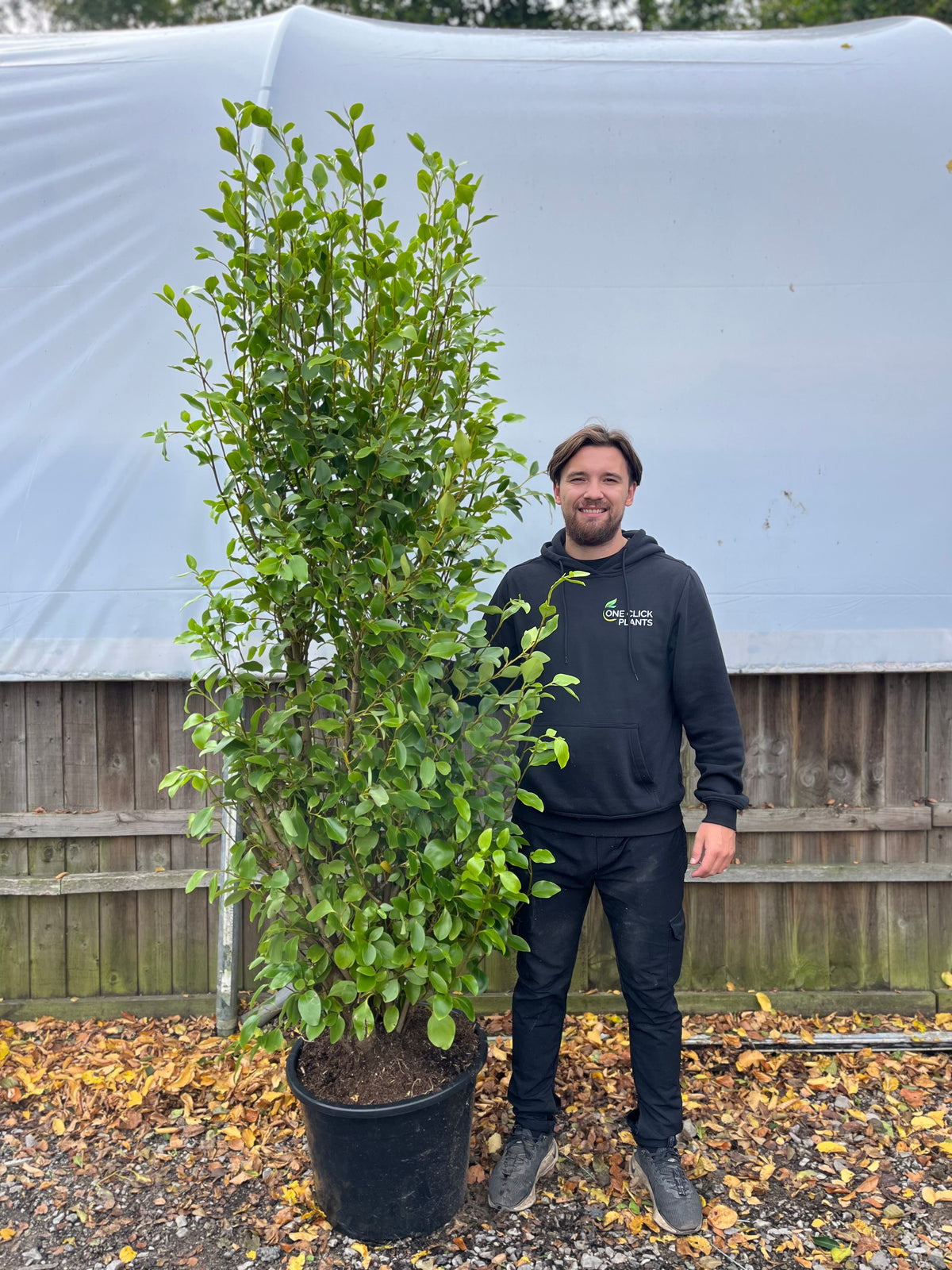 6-7ft Griselinia llitoralis (180-210cm) 30L